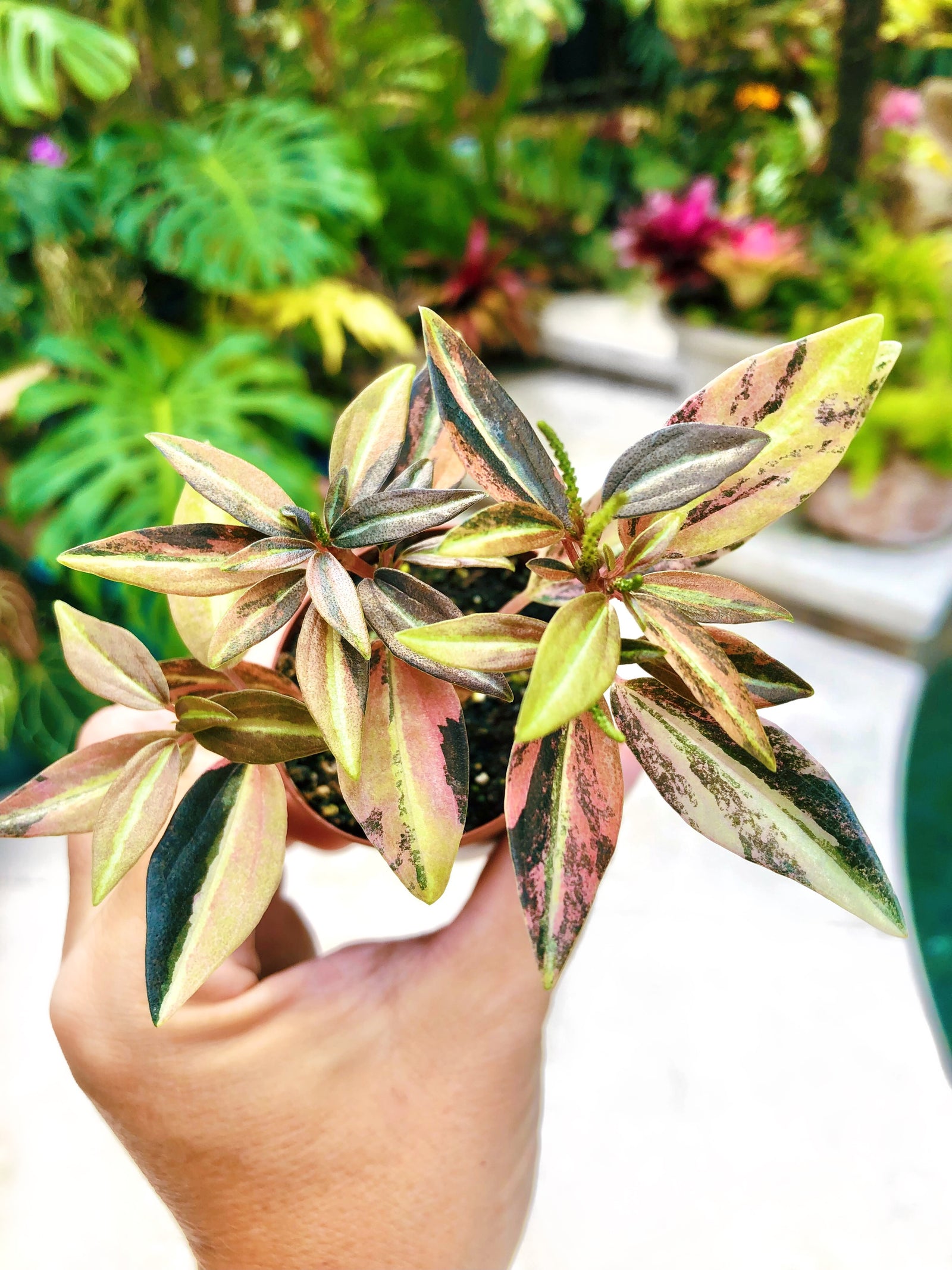 Tropical & Exotic Plants