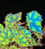 RARE Rex Begonia Harmonys Tiger Kitten Live House Plant Potted 4” pot gift