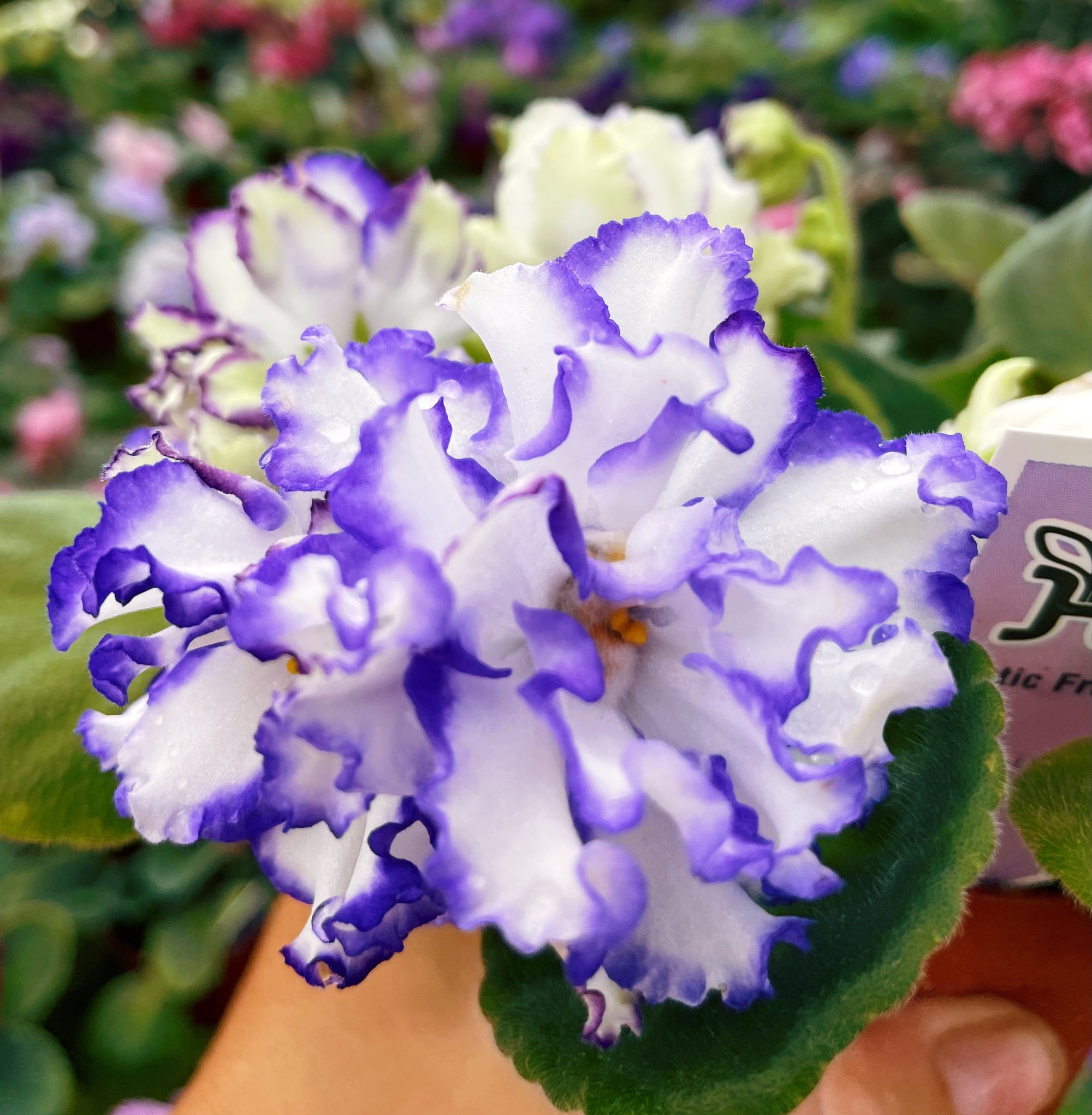 Live house plant variegated chimera bloom African Violet ‘Arctic Frost’ garden 4” flower Potted gift