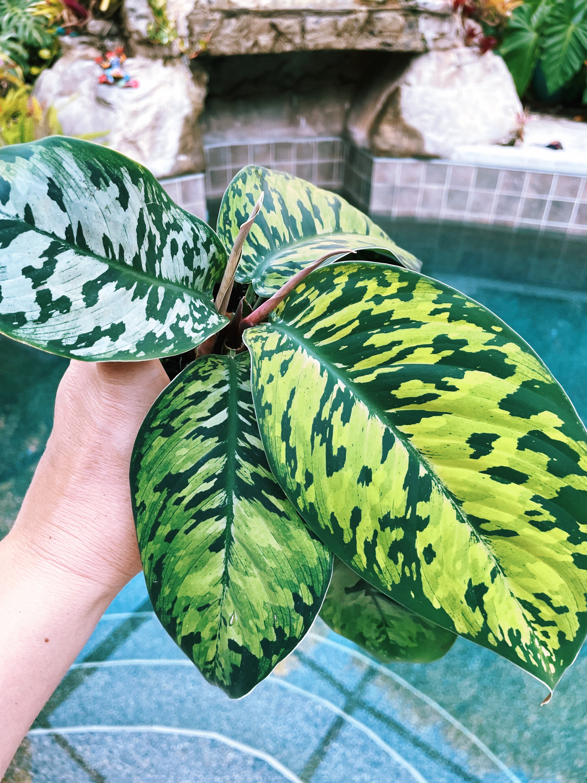 Rare Homalomena Camouflage Wallisii Variegated Tricolor House Plant Aroid Potted 4” pot gift Tropify