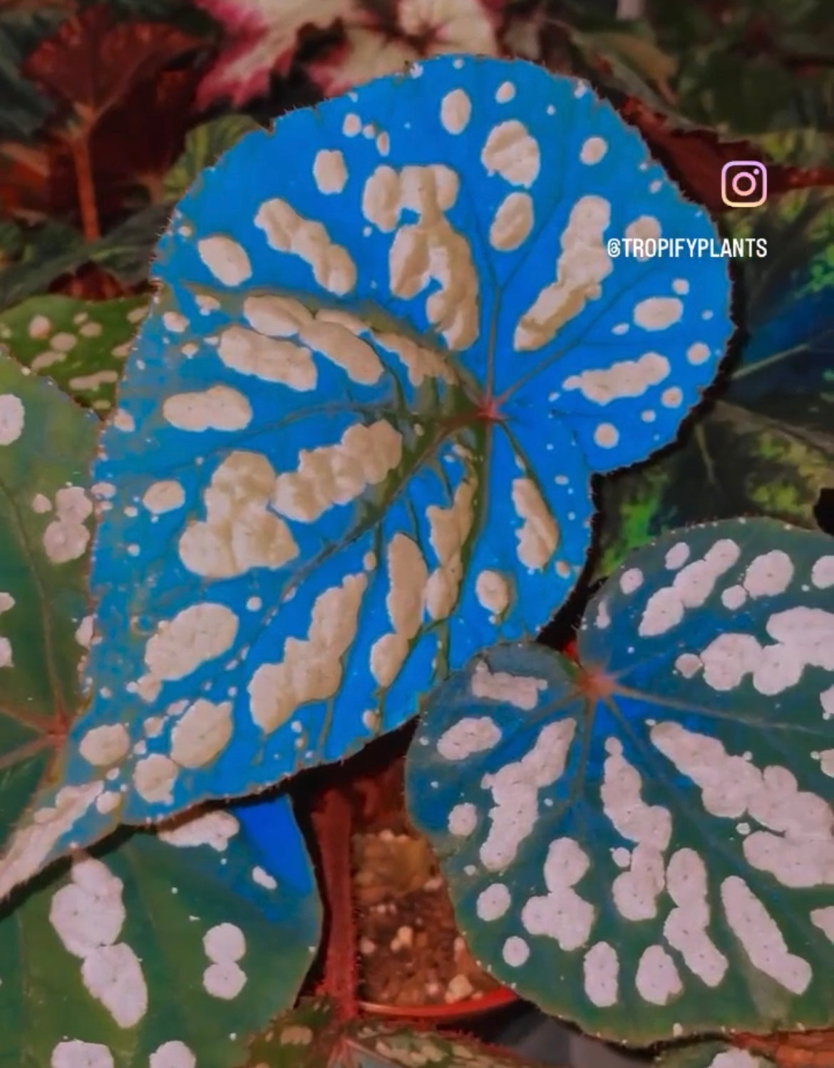 RARE Begonia ‘Betsy’ Iridescent Blue Spotted Live House Plant Potted 4” gift