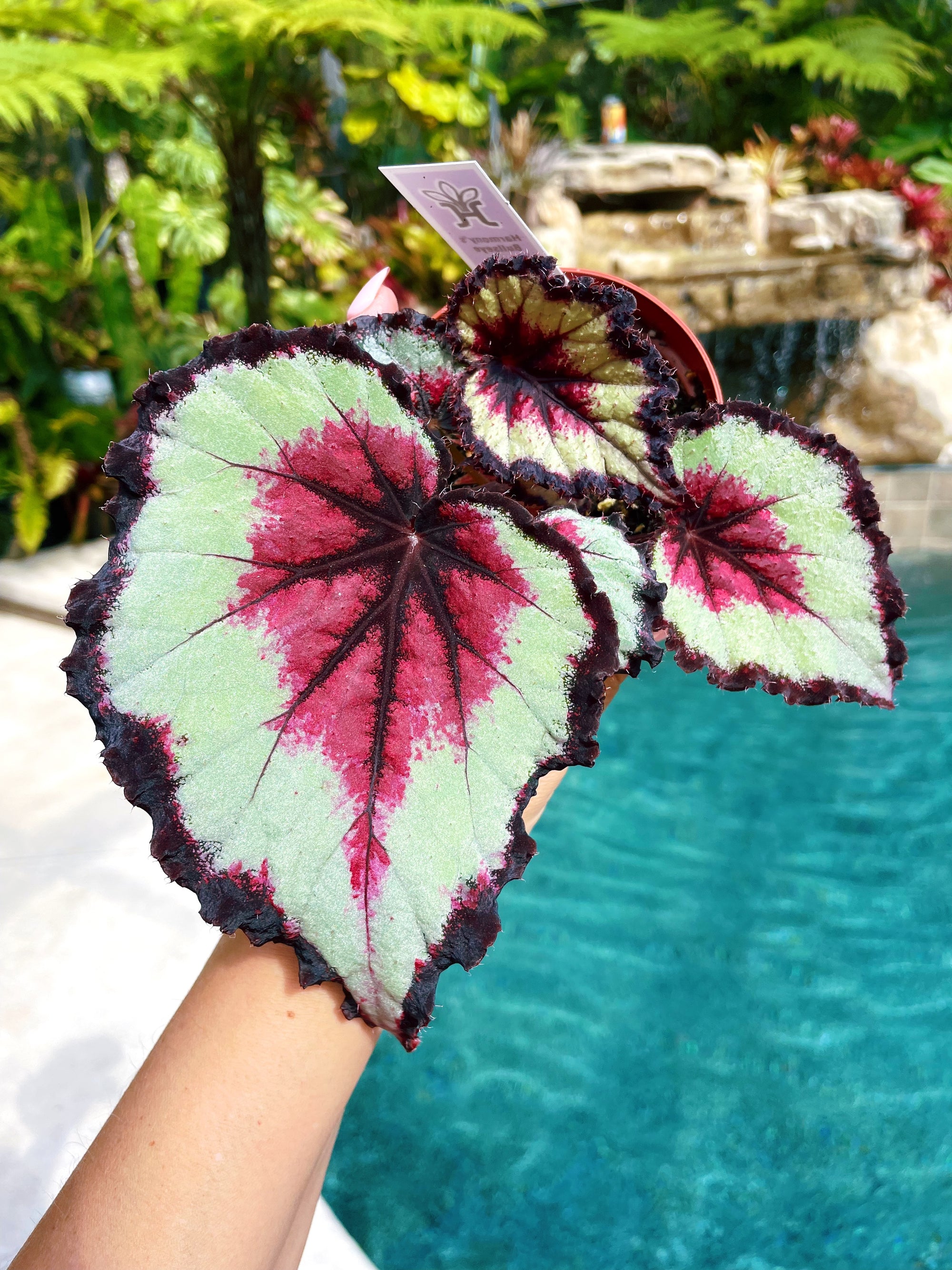 Rex Begonia ‘Bullseye’ Variegated Live House Plant Potted 4” pot terrarium vivarium