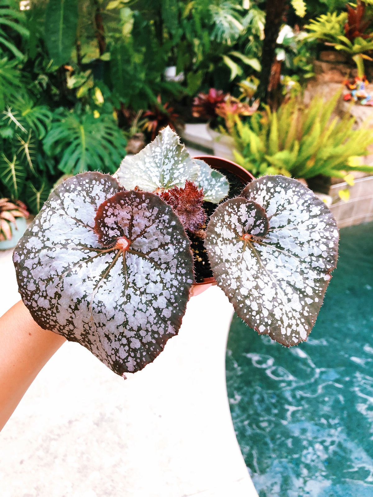 Rex Begonia Blue Iridescent ‘Island Magic silver Variegated Live House Plant Aroid Potted 4” pot