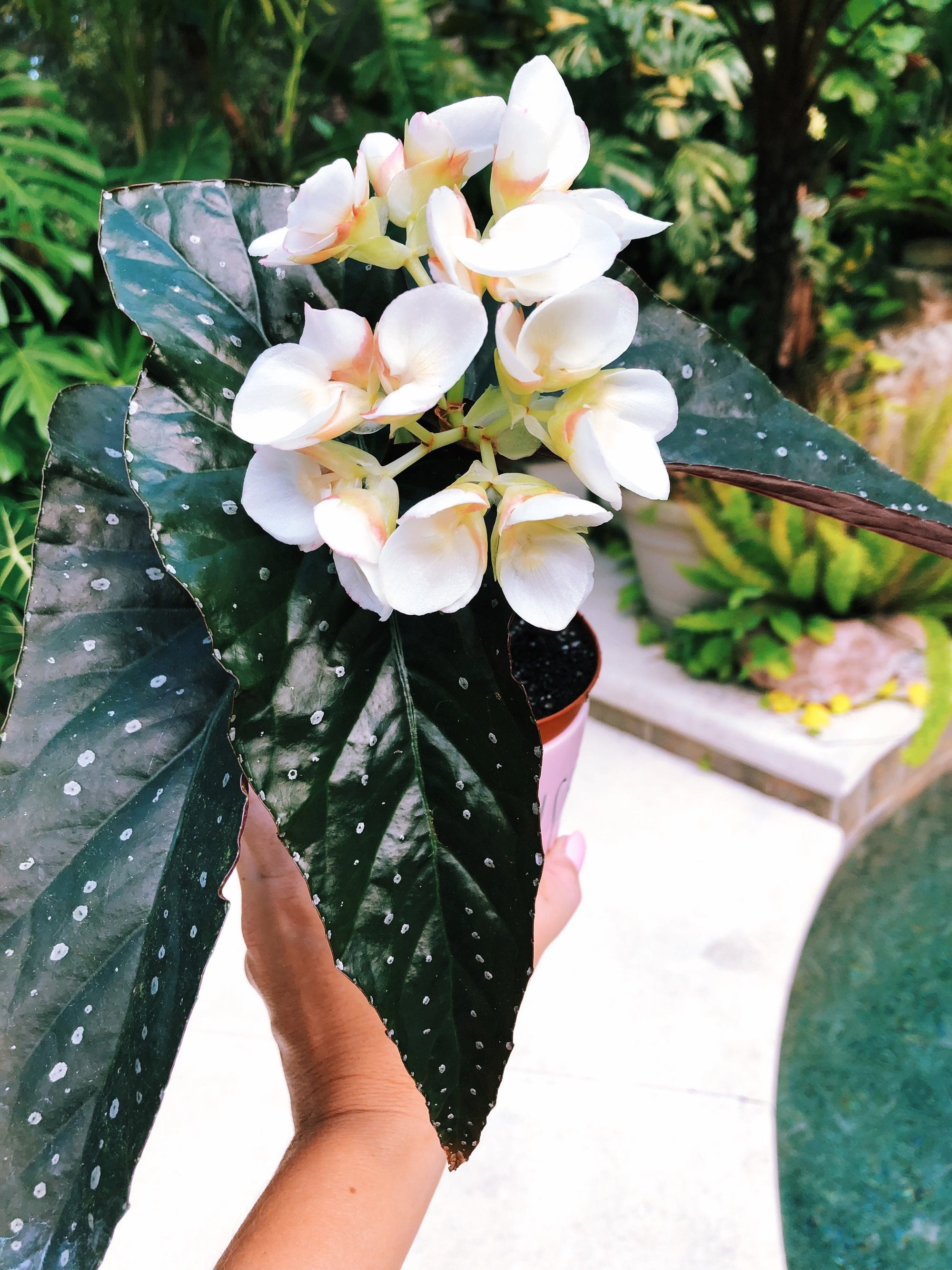 RARE Begonia Angel Wing ‘Harmonys Night Wing White Flower Hybrid Live House Plant Potted 4 pot gift #1