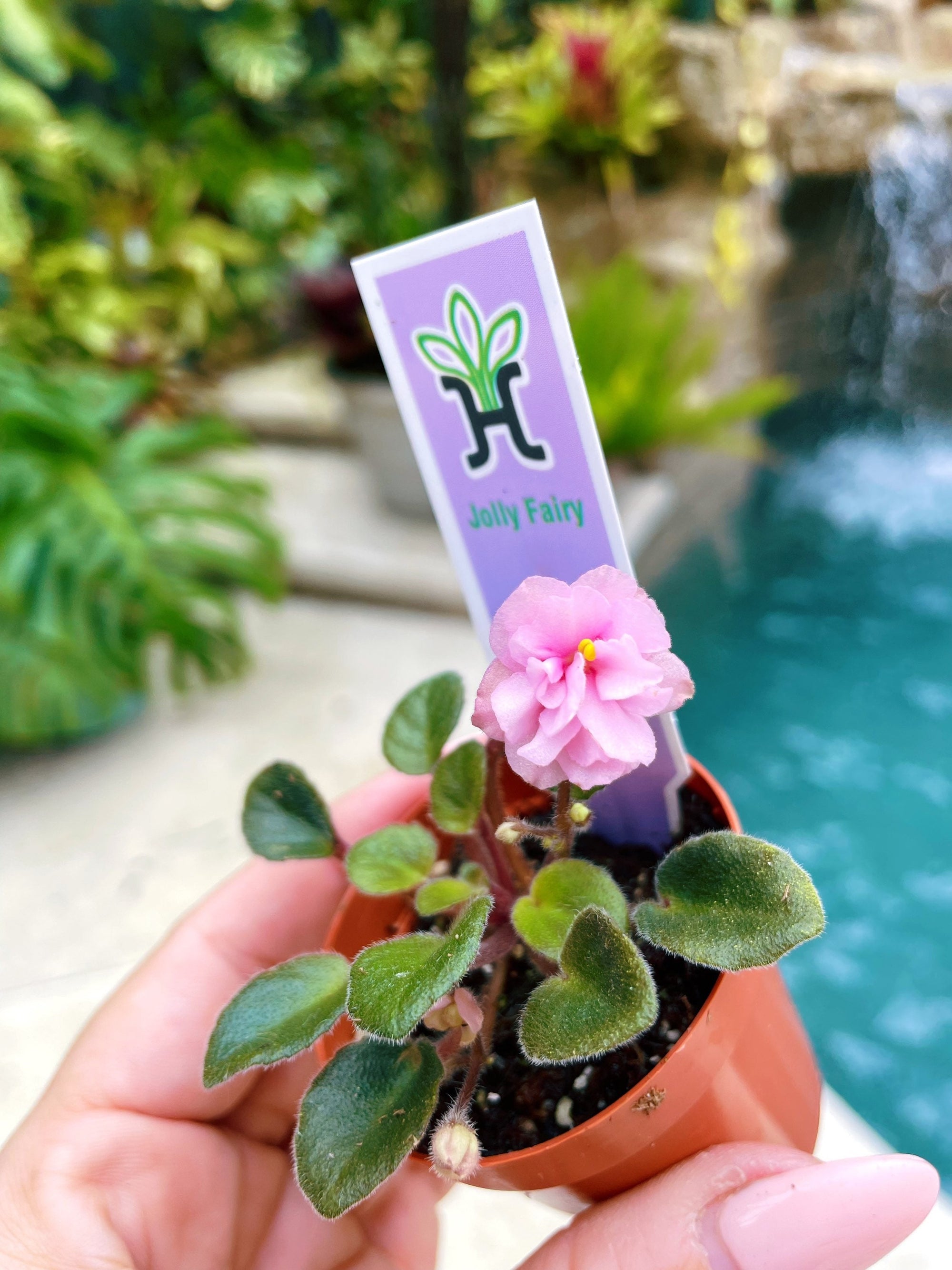 Miniature mini African Violet  Jolly Fairy pink 2 Potted house plant flower gift pixie