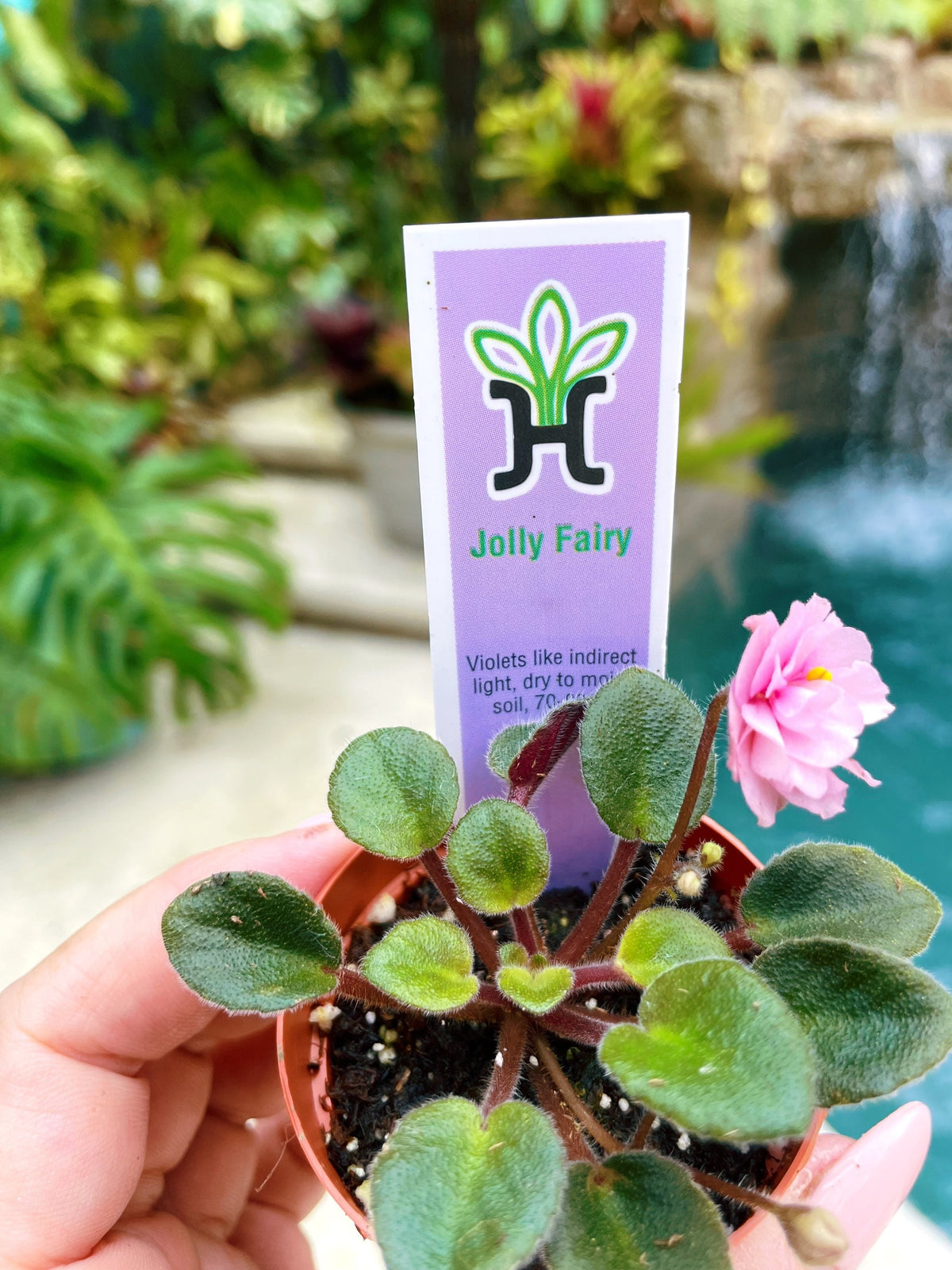 Miniature mini African Violet  Jolly Fairy pink 2” Potted house plant flower gift pixie