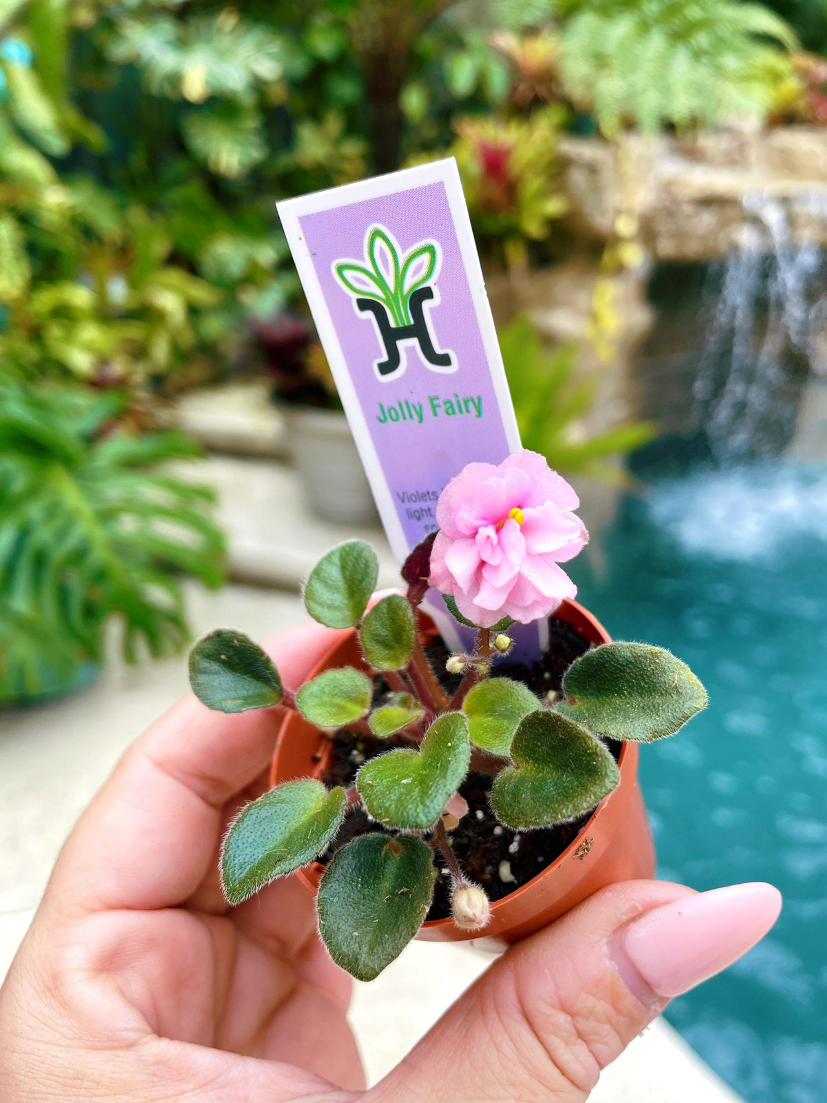 Miniature mini African Violet  Jolly Fairy pink 2” Potted house plant flower gift pixie