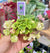 Miniature mini African Violet  lil Glimpse o Spring white green ruffled double 2 Potted house plant flower gift pixie