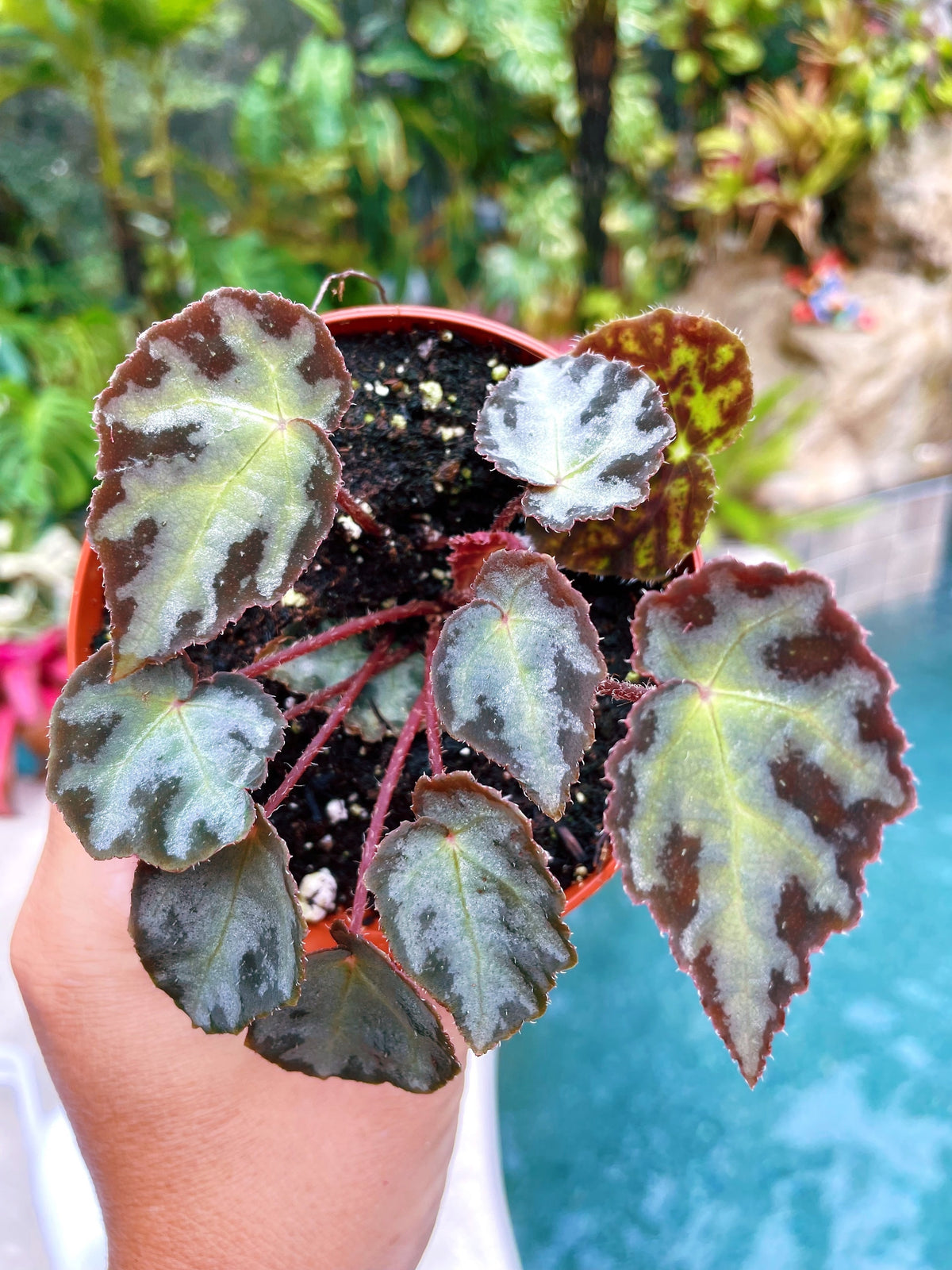 RARE Begonia Wiformis Variegated Live House Plant Potted 4” pot terrarium vivarium