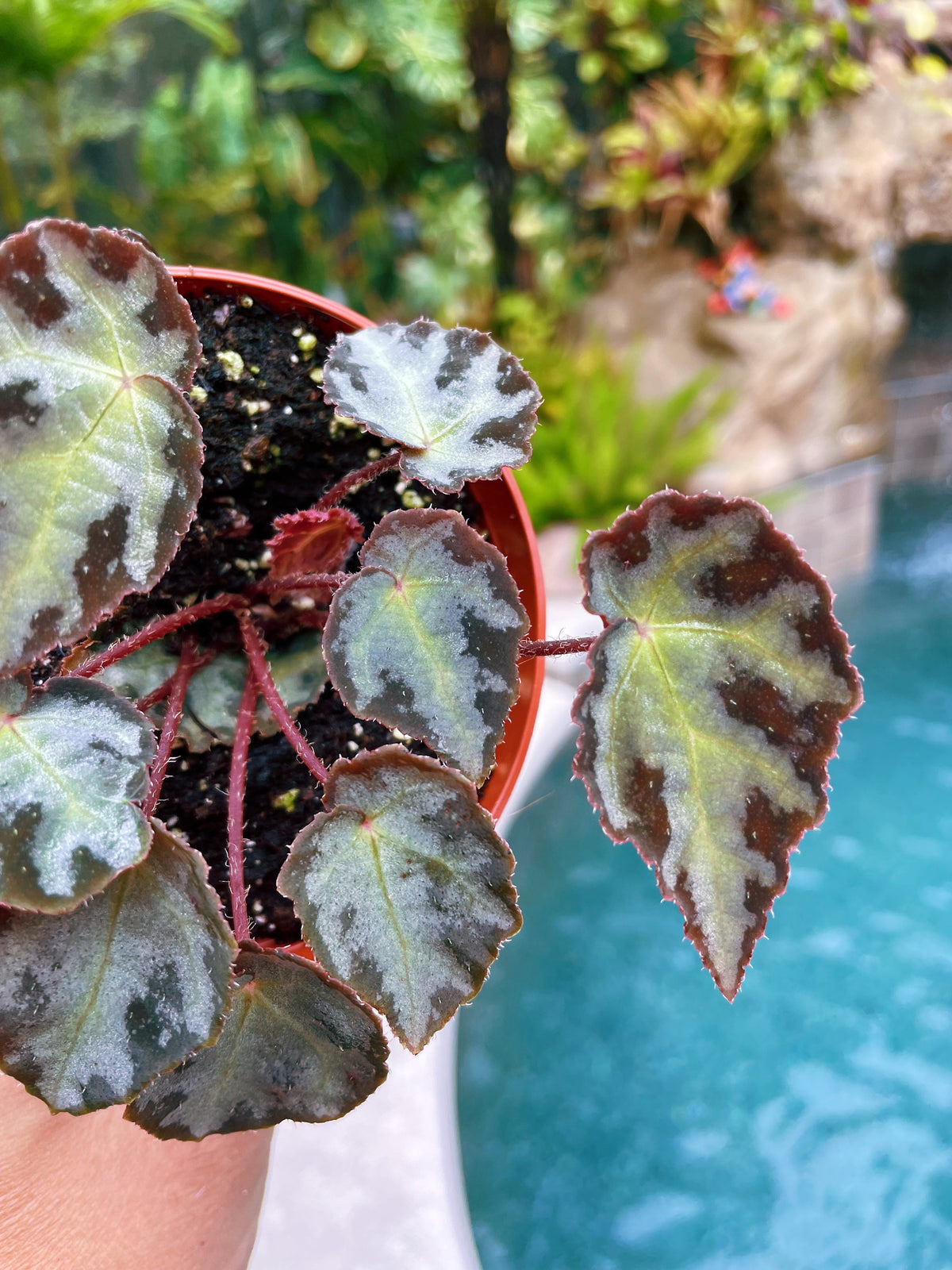 RARE Begonia Wiformis Variegated Live House Plant Potted 4” pot terrarium vivarium