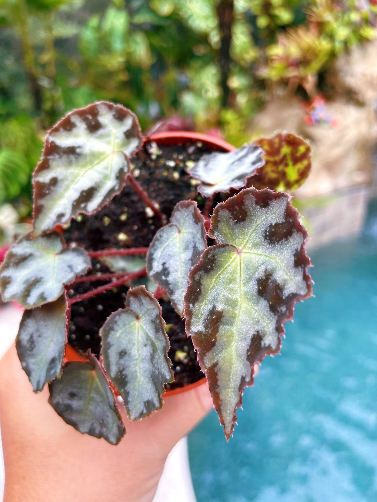 RARE Begonia Wiformis Variegated Live House Plant Potted 4” pot terrarium vivarium