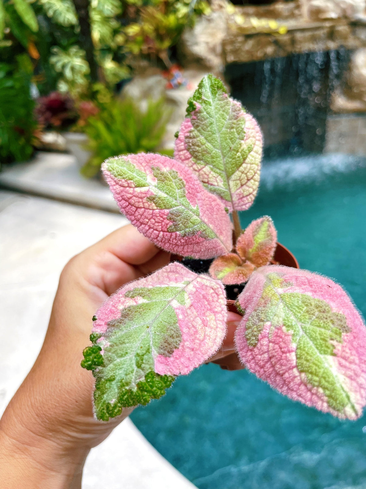 Episcia ‘Picasso variegated pink African Flame Violet flowering velvet live House pixie garden 2” Potted gift Plant growers choice