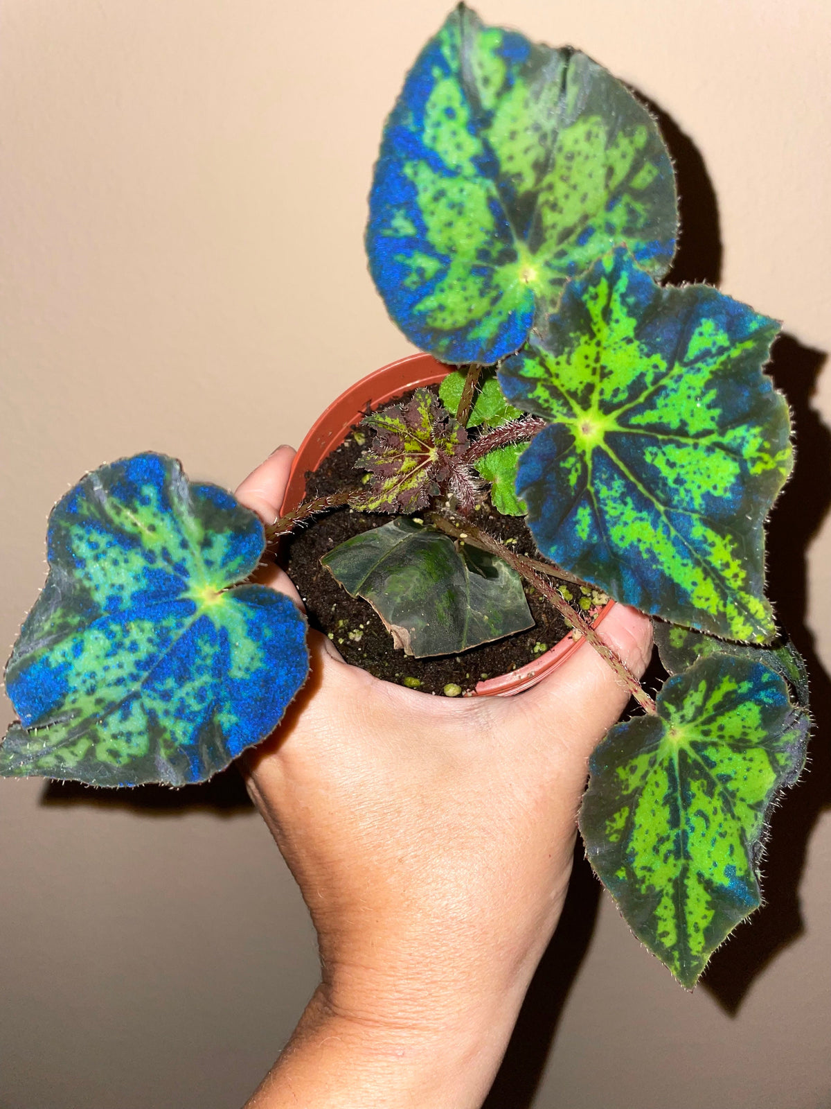 RARE Rex Begonia U578 Blue Iridescent Shimmer Live House Starter Plant Potted 4” gift