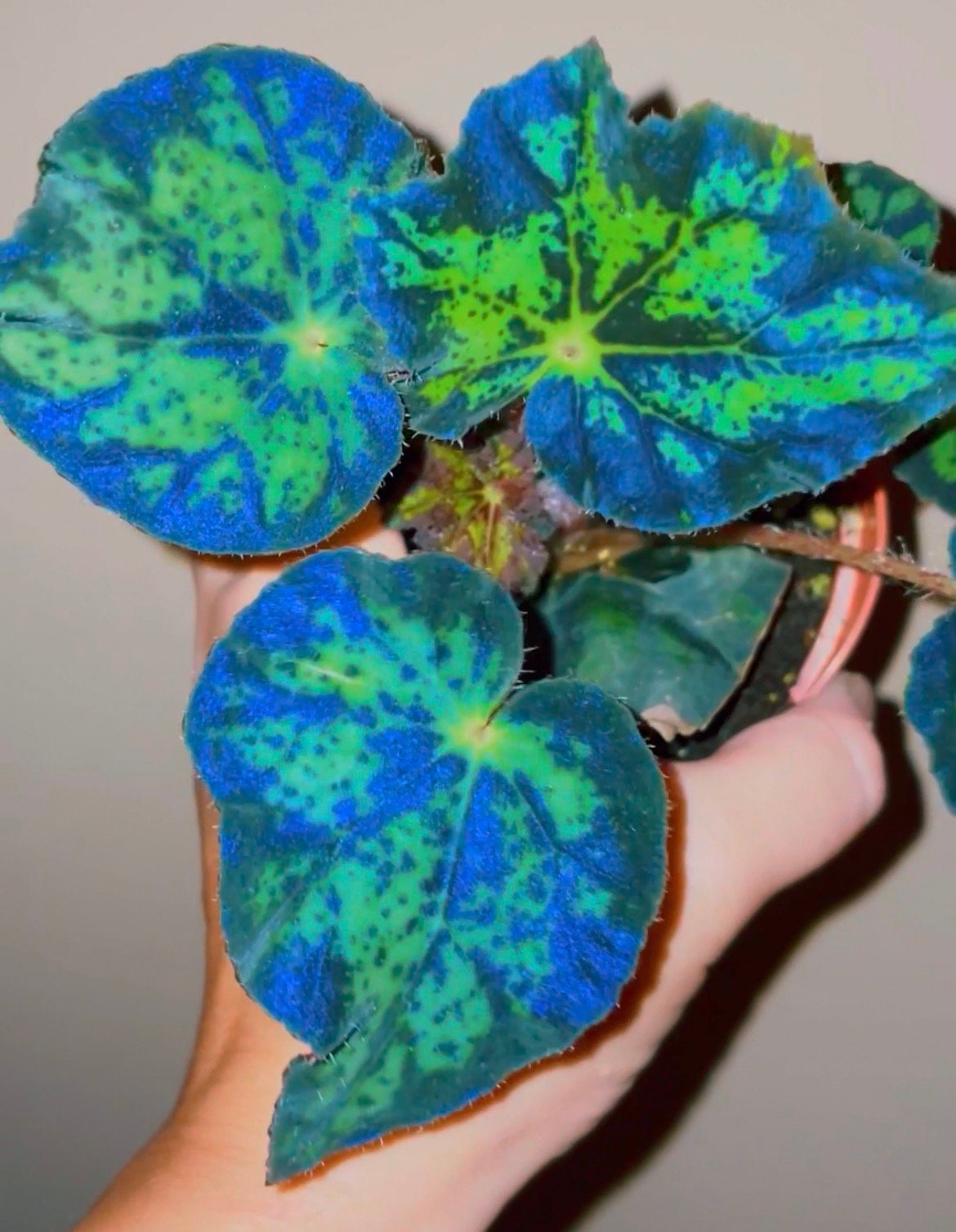 RARE Rex Begonia U578 Blue Iridescent Shimmer Live House Starter Plant Potted 4” gift