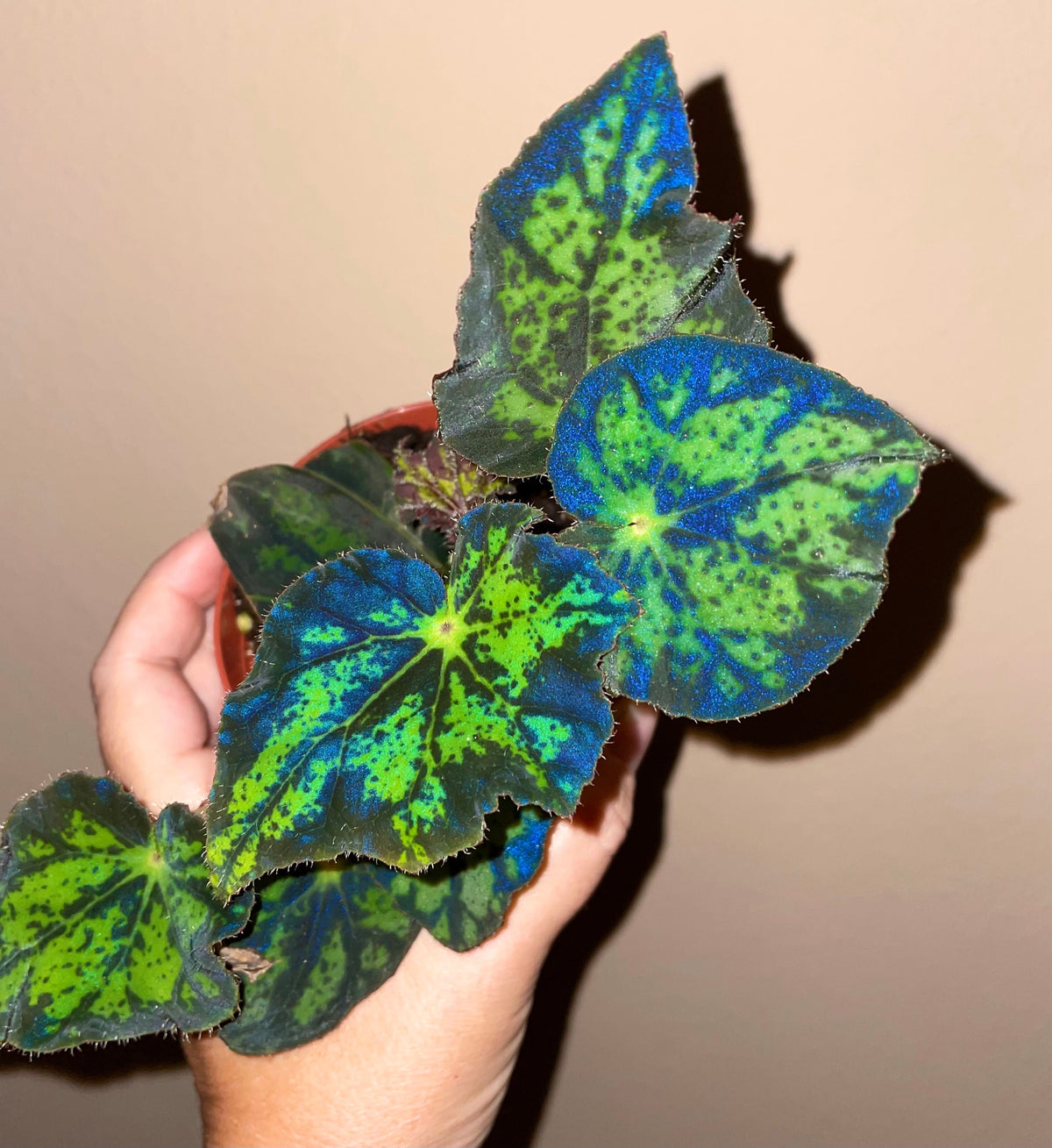 RARE Rex Begonia U578 Blue Iridescent Shimmer Live House Starter Plant Potted 4” gift