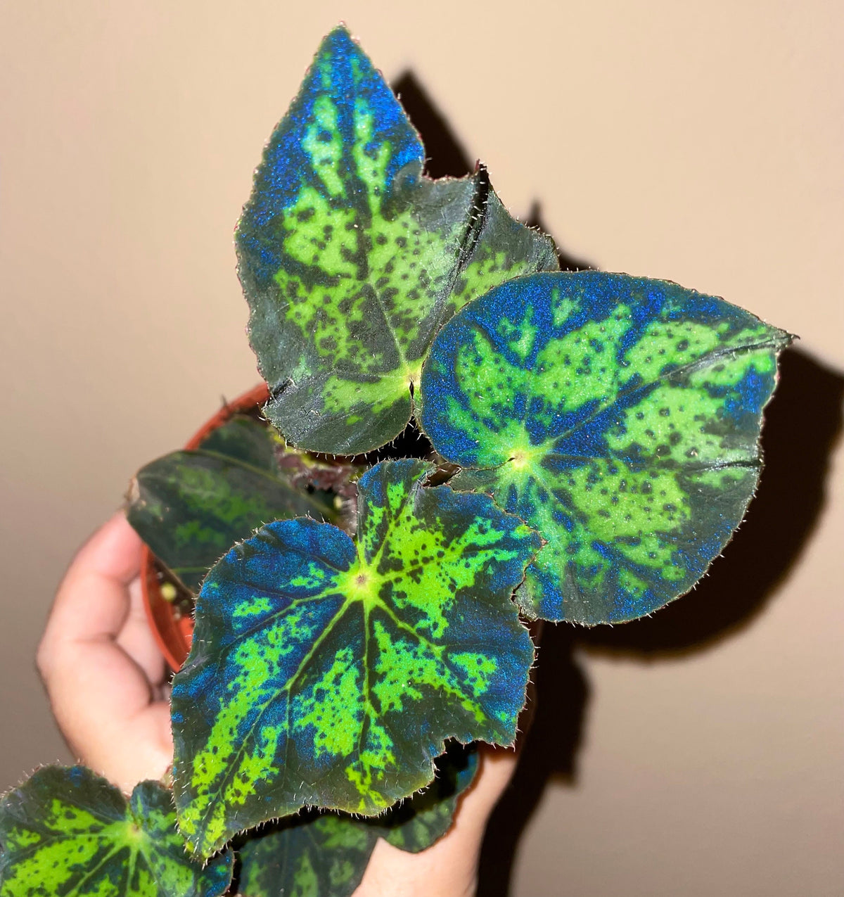 RARE Rex Begonia U578 Blue Iridescent Shimmer Live House Starter Plant Potted 4” gift