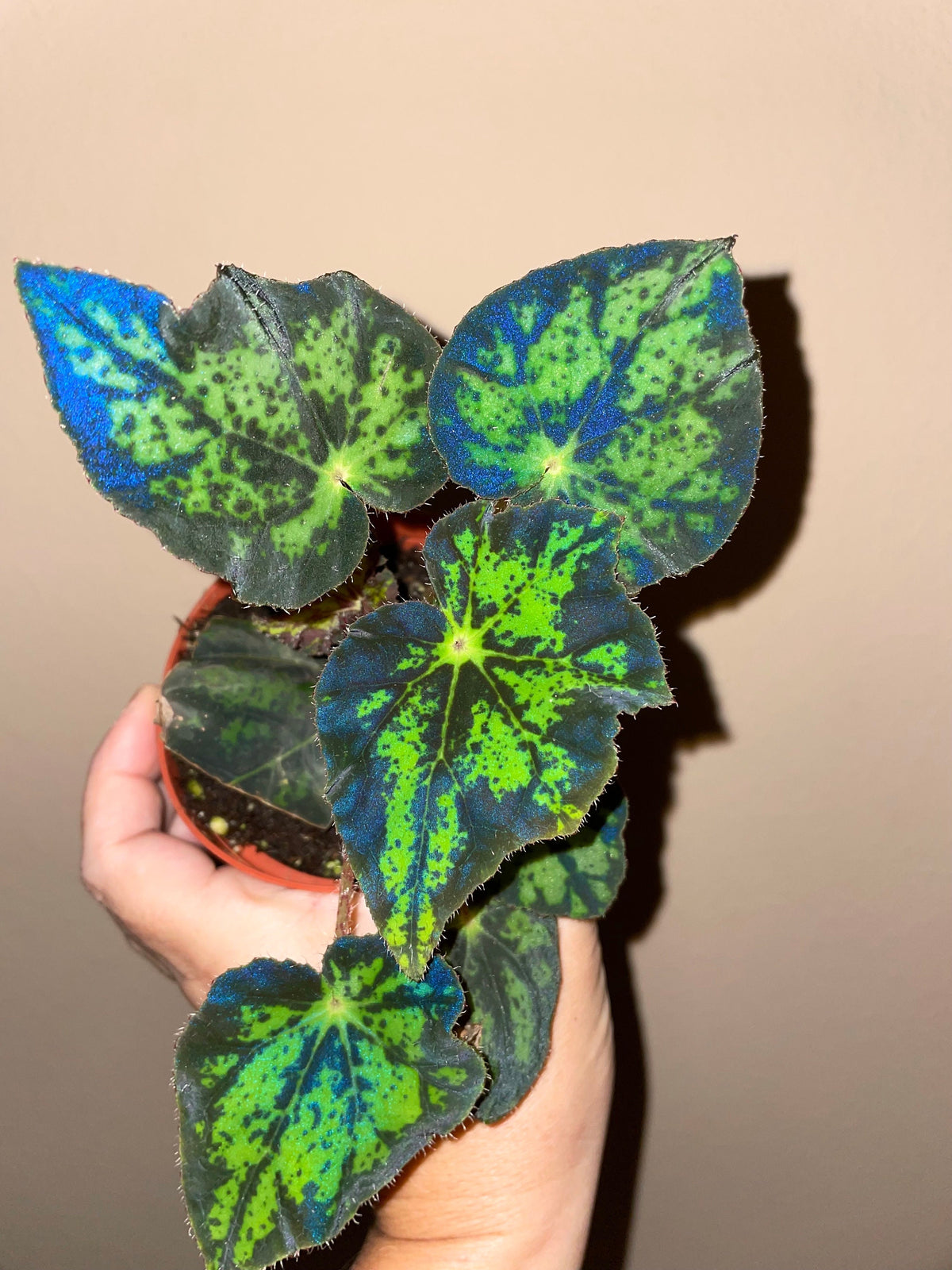 RARE Rex Begonia U578 Blue Iridescent Shimmer Live House Starter Plant Potted 4” gift