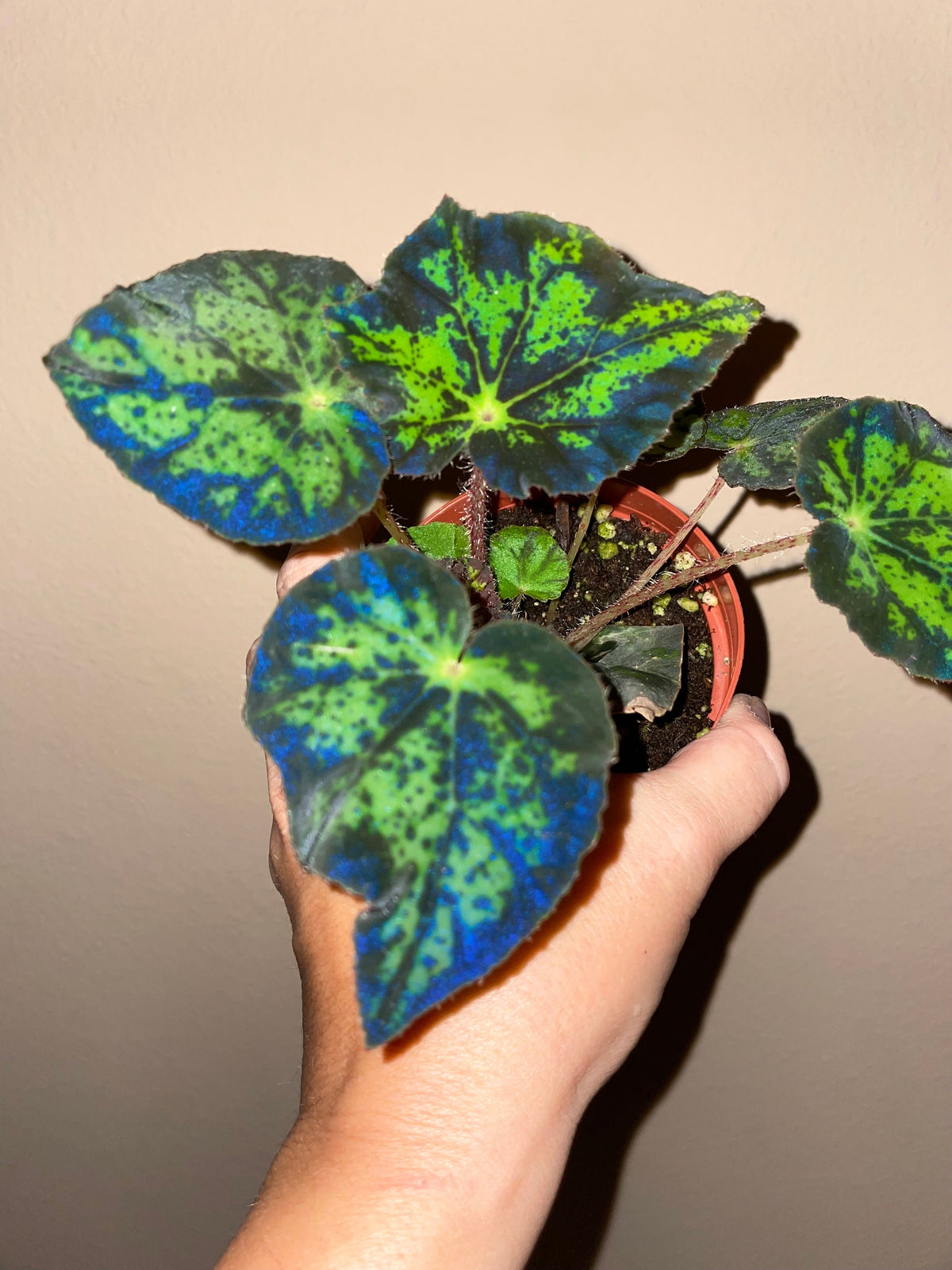 RARE Rex Begonia U578 Blue Iridescent Shimmer Live House Starter Plant Potted 4” gift