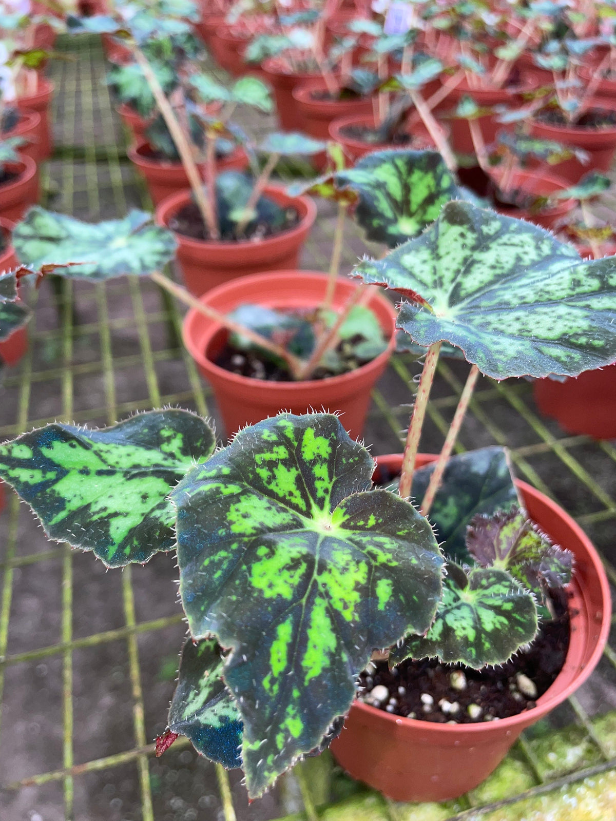 RARE Rex Begonia U578 Blue Iridescent Shimmer Live House Starter Plant Potted 4” gift