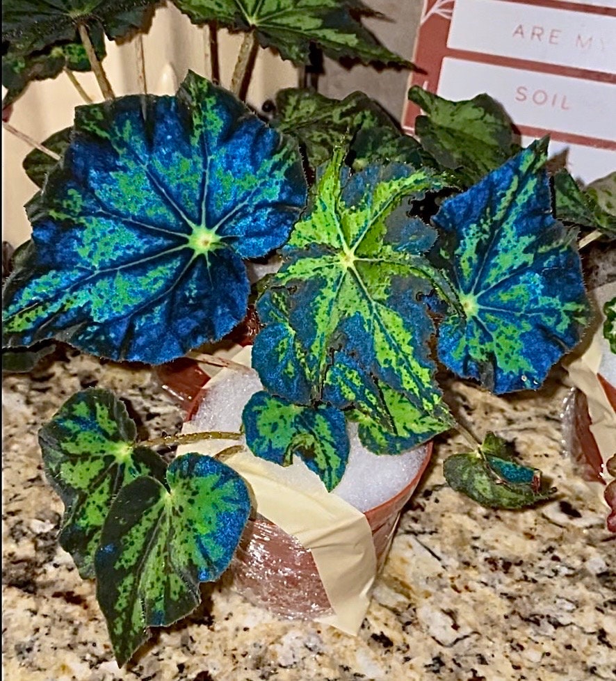 house plant with blue leaves RARE Rex Begonia U578 Blue Iridescent Shimmer Live House Starter Plant