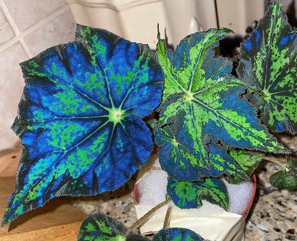 RARE Rex Begonia U578 Blue Iridescent Shimmer Live House Starter Plant Potted 4” gift