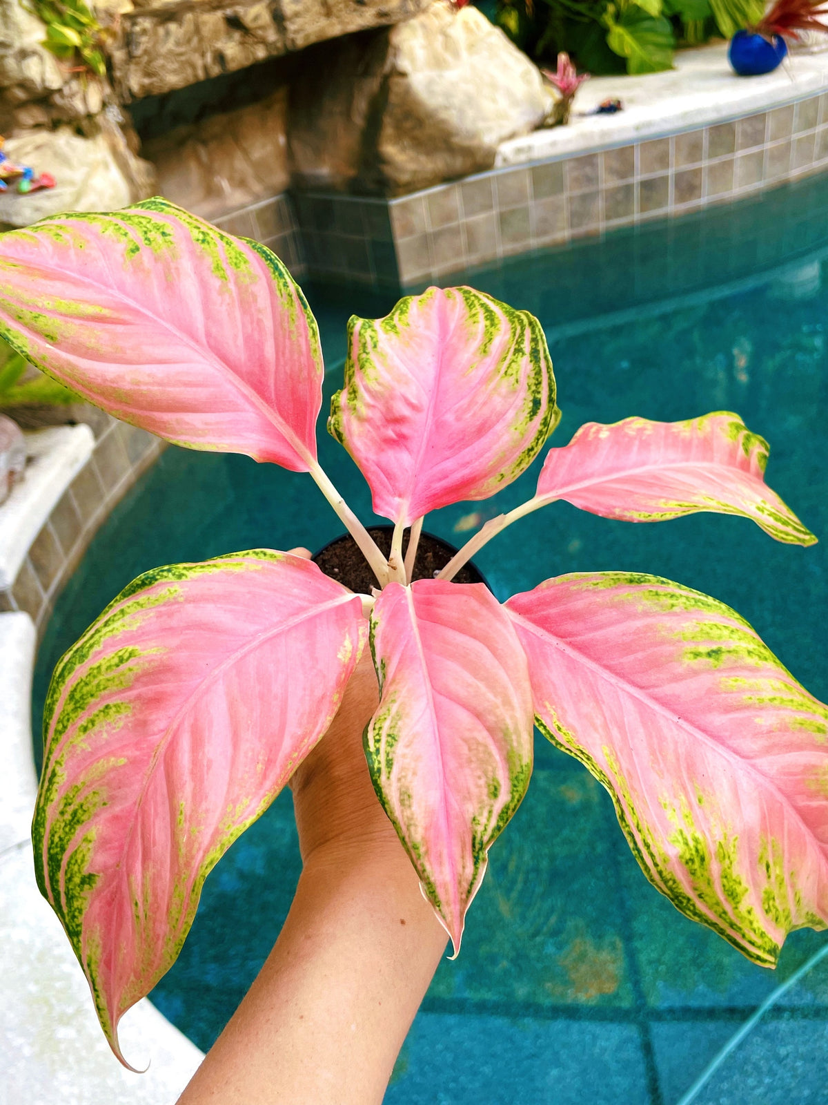Variegated Aglaonema Pink Panama Live House Plant Potted 4” pot gift US Seller aroid
