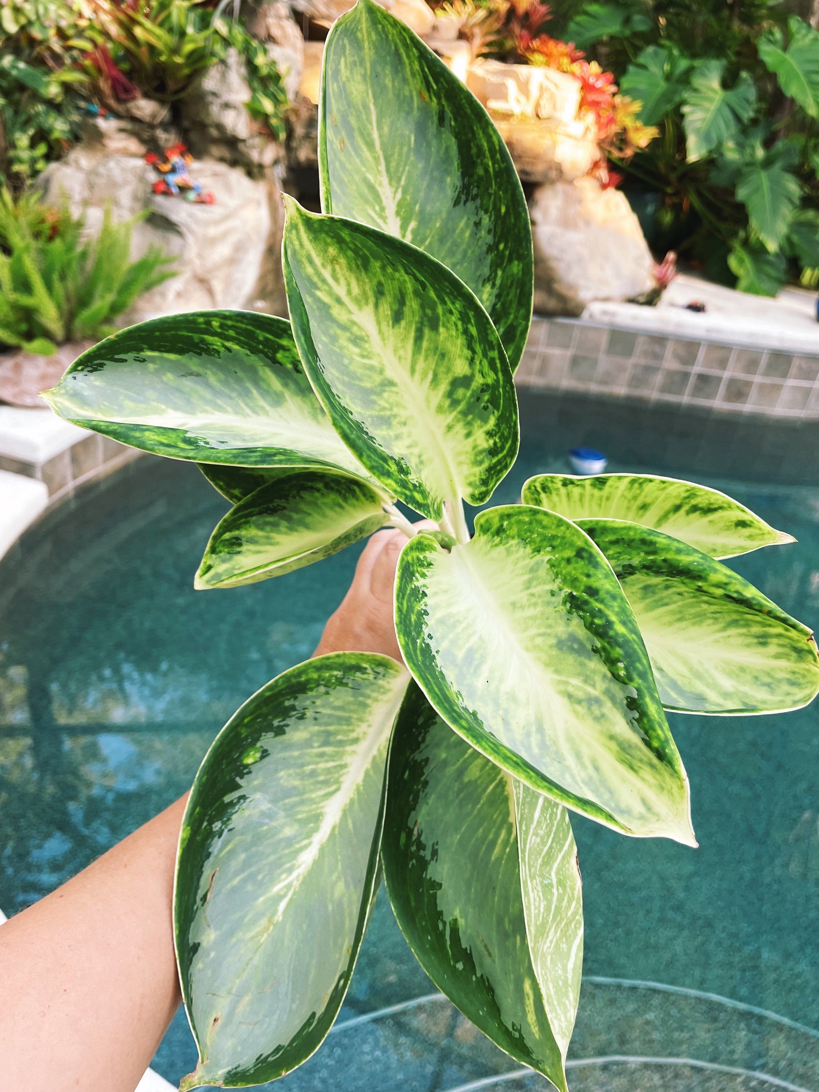 Variegated Aglaonema Kan Kuai Live House Plant Potted 4” gift US Seller 12-7 aroid