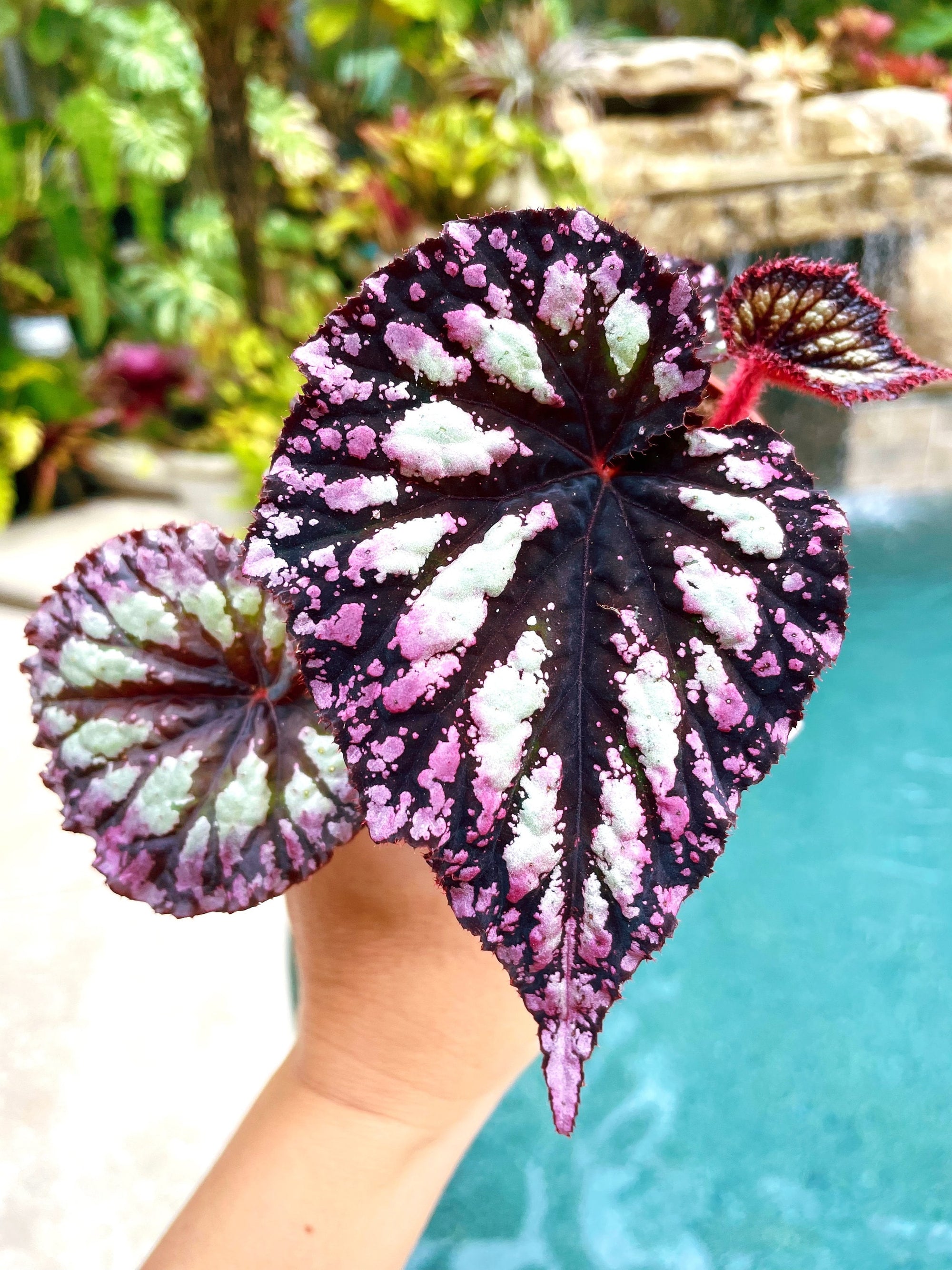 Rex Begonia Fireworks purple gray Variegated Live House Plant Potted 4 gift