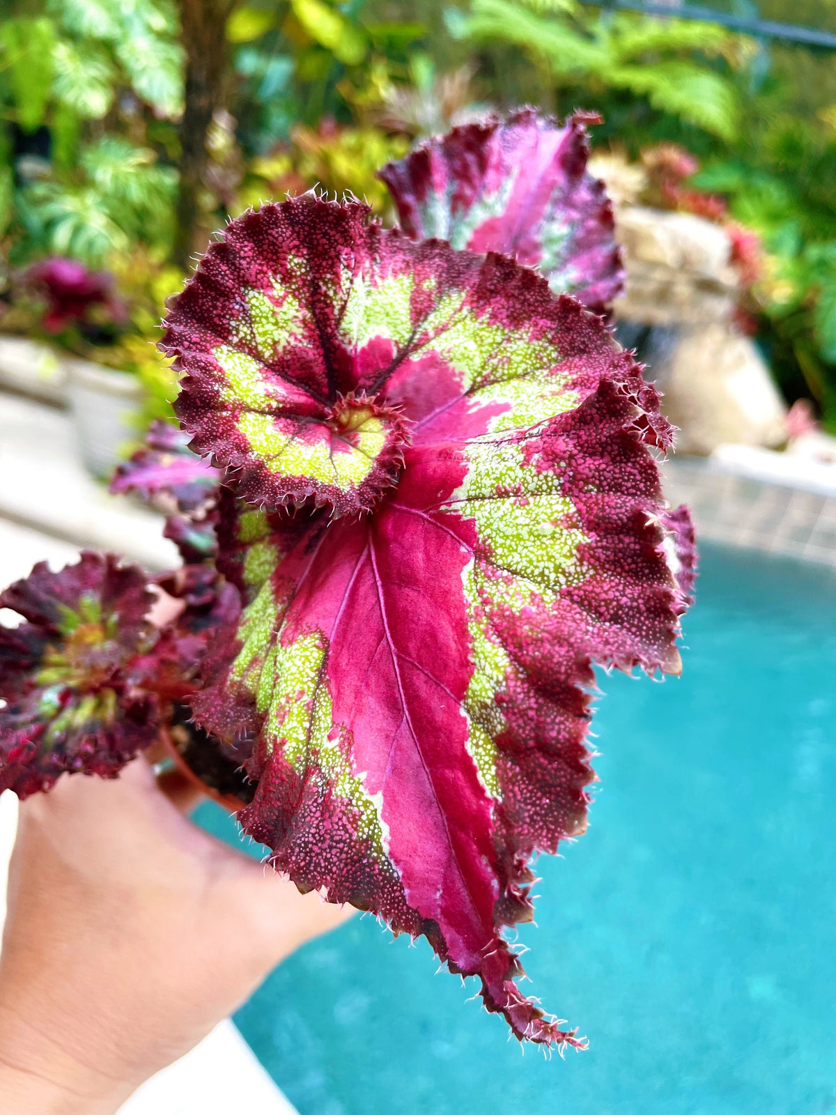 Rex Begonia Harmonys Jaded Heart Swirl Escargot Live House Plant Potted 4 pot