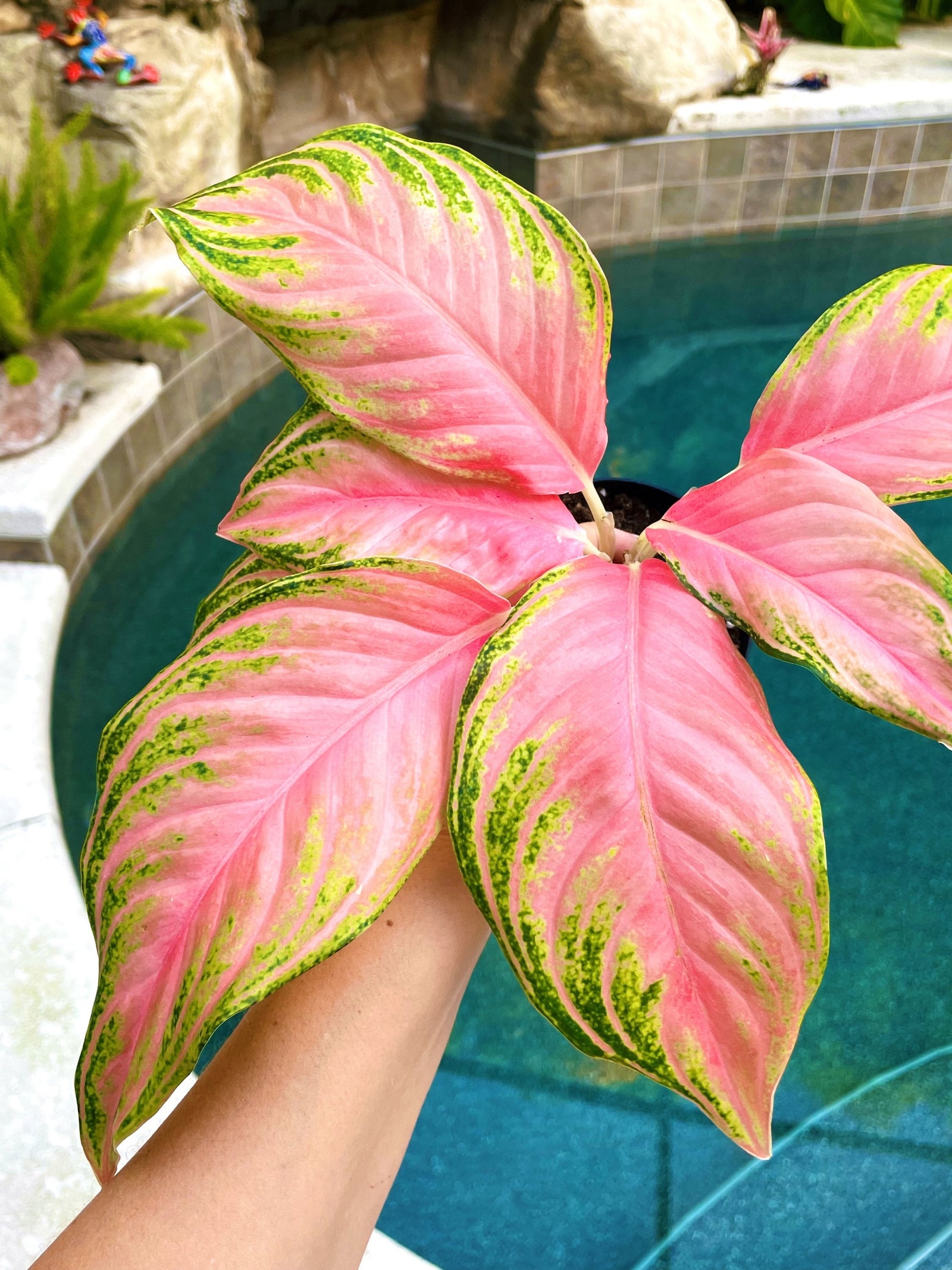 Variegated Aglaonema Pink Panama Live House Plant Potted 4” pot gift US Seller aroid