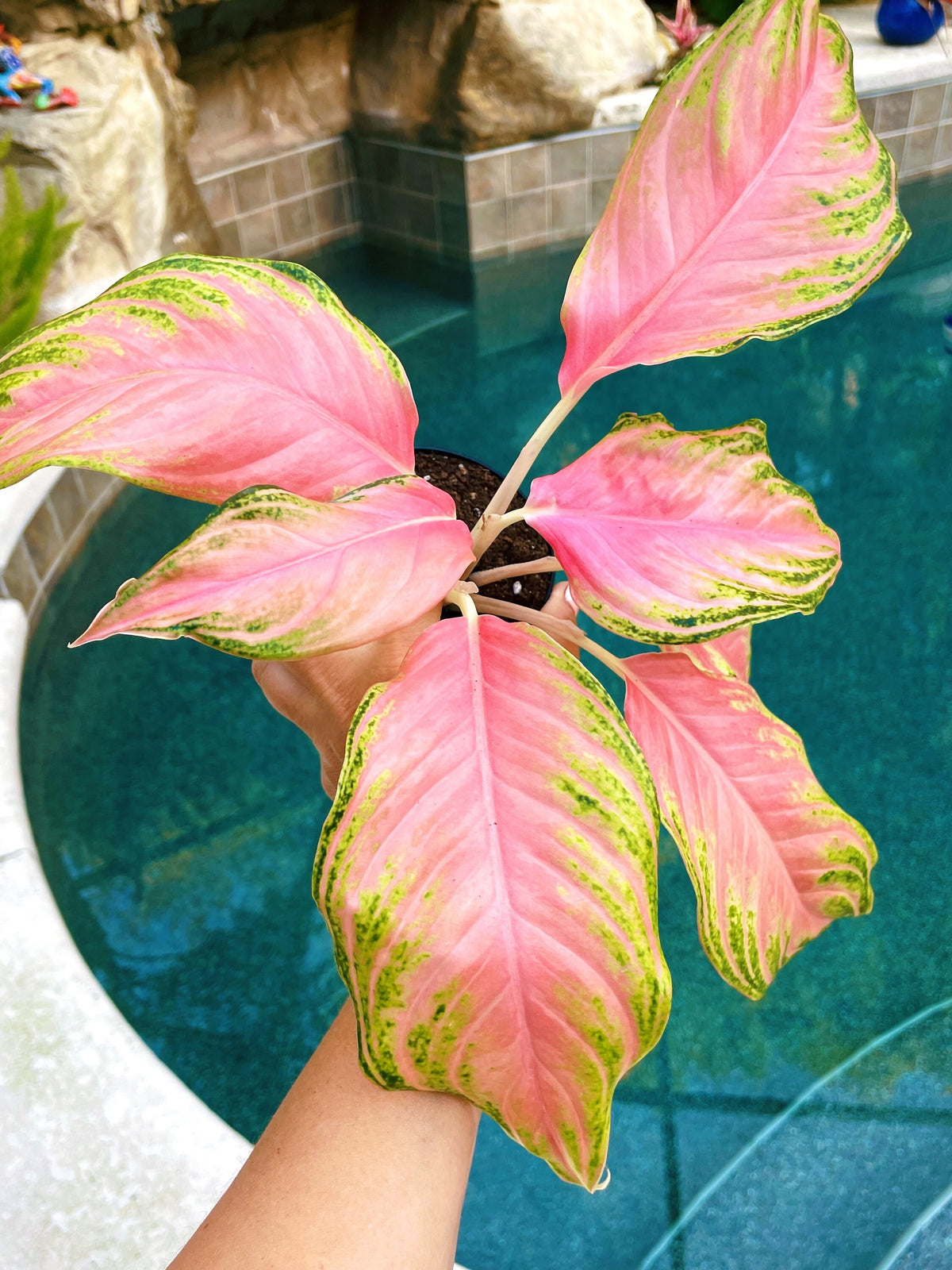 Variegated Aglaonema Pink Panama Live House Plant Potted 4” pot gift US Seller aroid