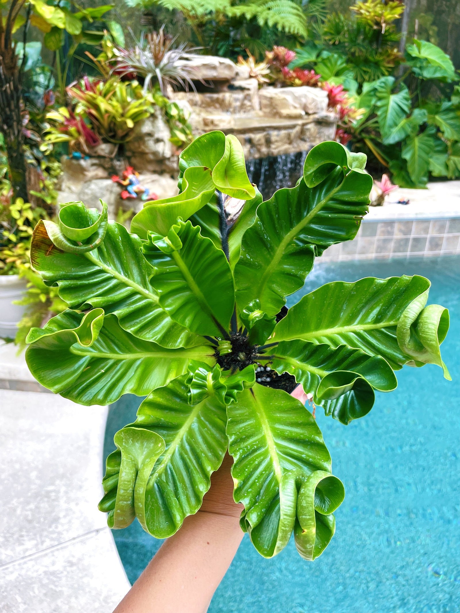 Cobra Birdsnest Fern Live House Plant Potted 4” pot gift
