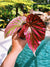RARE Begonia Brevirimosa ssp Exotica hot Pink Angel Wing Live House Plant Potted 4” gift