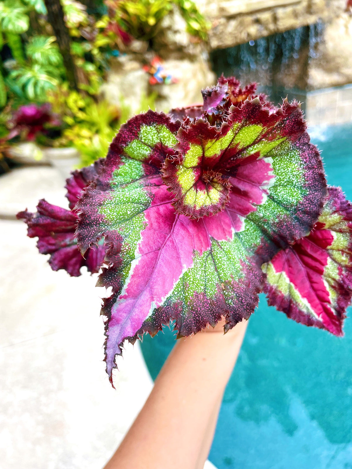 Rex Begonia Harmonys Jaded Heart Swirl Escargot Live House Plant Potted 4 pot