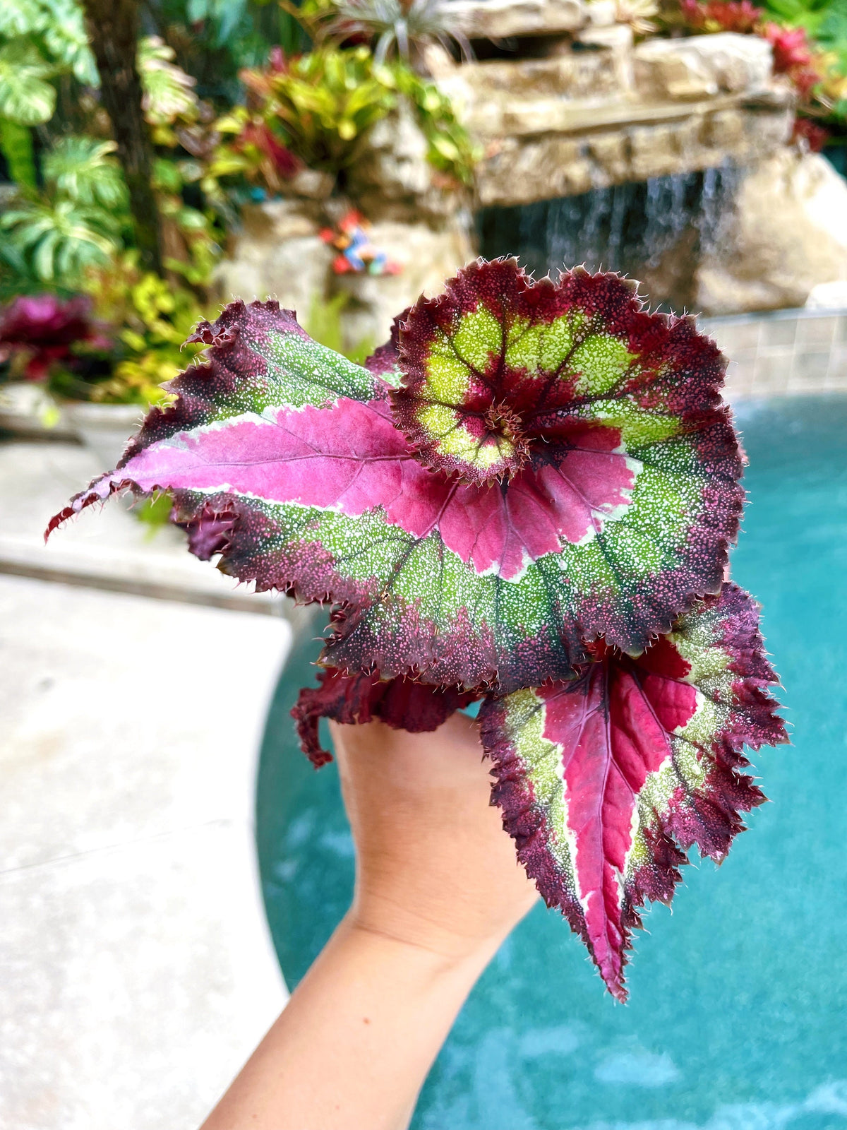 Rex Begonia Harmonys Jaded Heart Swirl Escargot Live House Plant Potted 4 pot