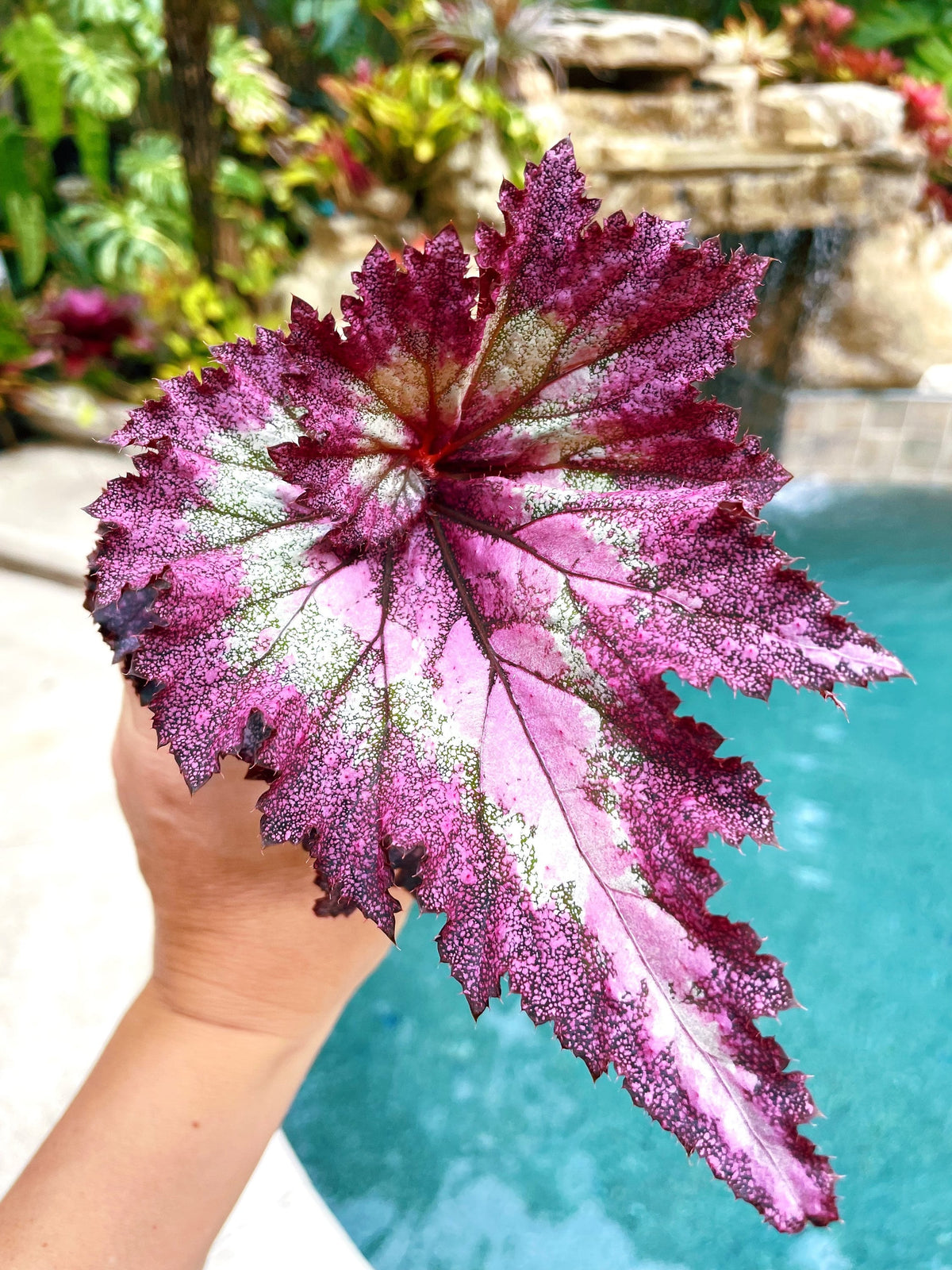 Rex Begonia Harmonys Pink Radiance swirl curl Variegated Live House Plant Potted 4 pot