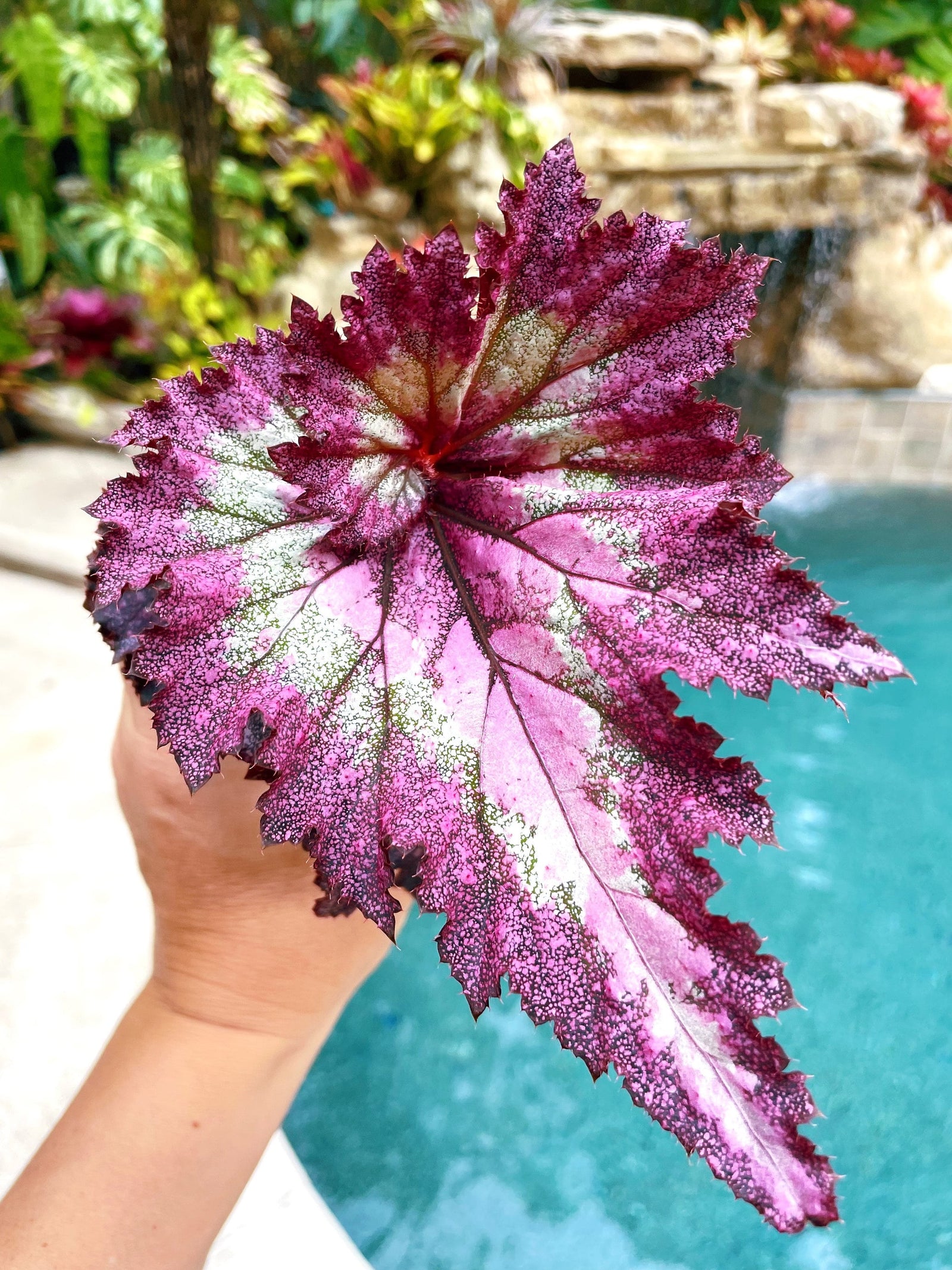 Rex Begonia Harmonys Pink Radiance swirl curl Variegated Live House Plant Potted 4 pot
