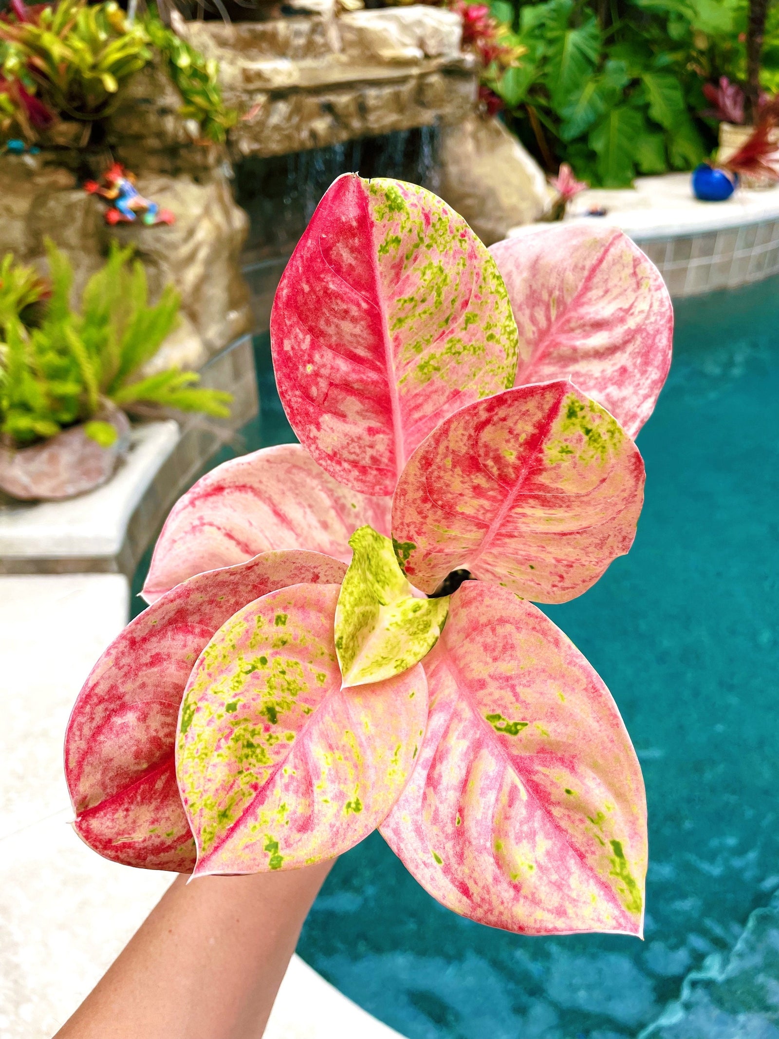 Rare Variegated Aglaonema ‘Pink Emerald Live House Plant Potted 4” gift US Seller growers choice