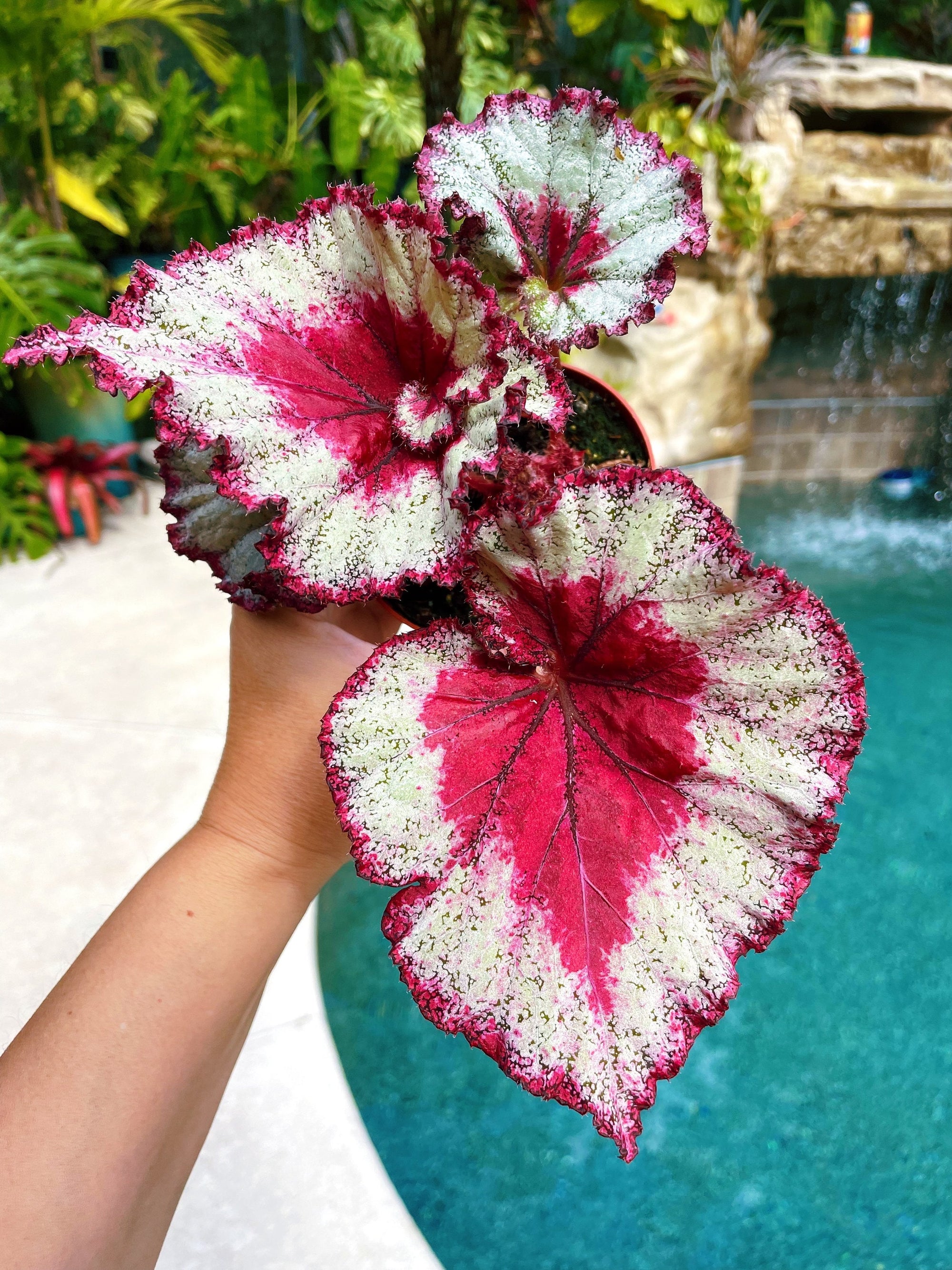 Rex Begonia Harmonys Very Raspberry Live House Plant Potted 4 gift