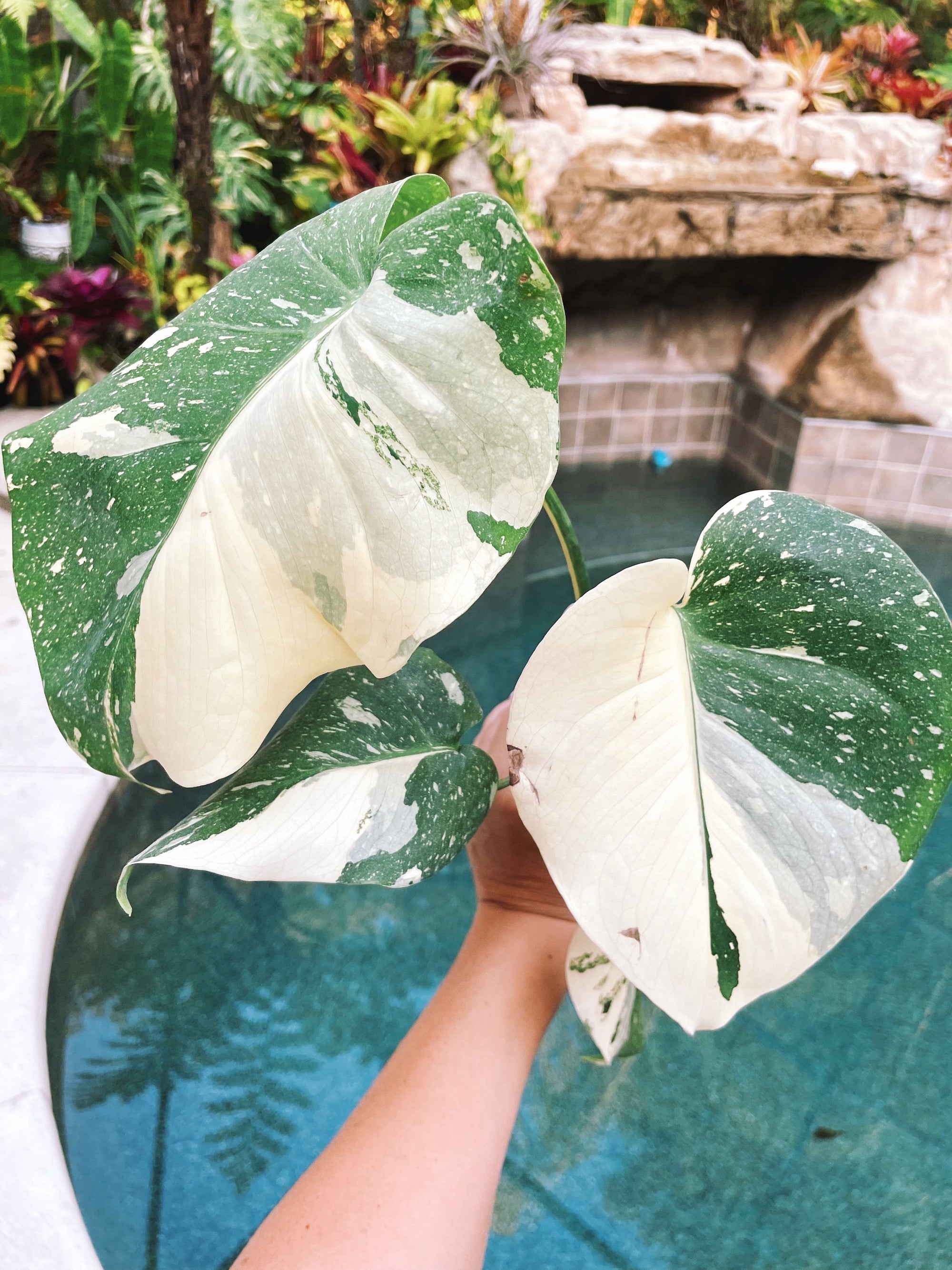 Actual Plant- large! Highly Variegated Monstera Thai Constellation Galaxy Marble Sport rare house plant E 4 pot