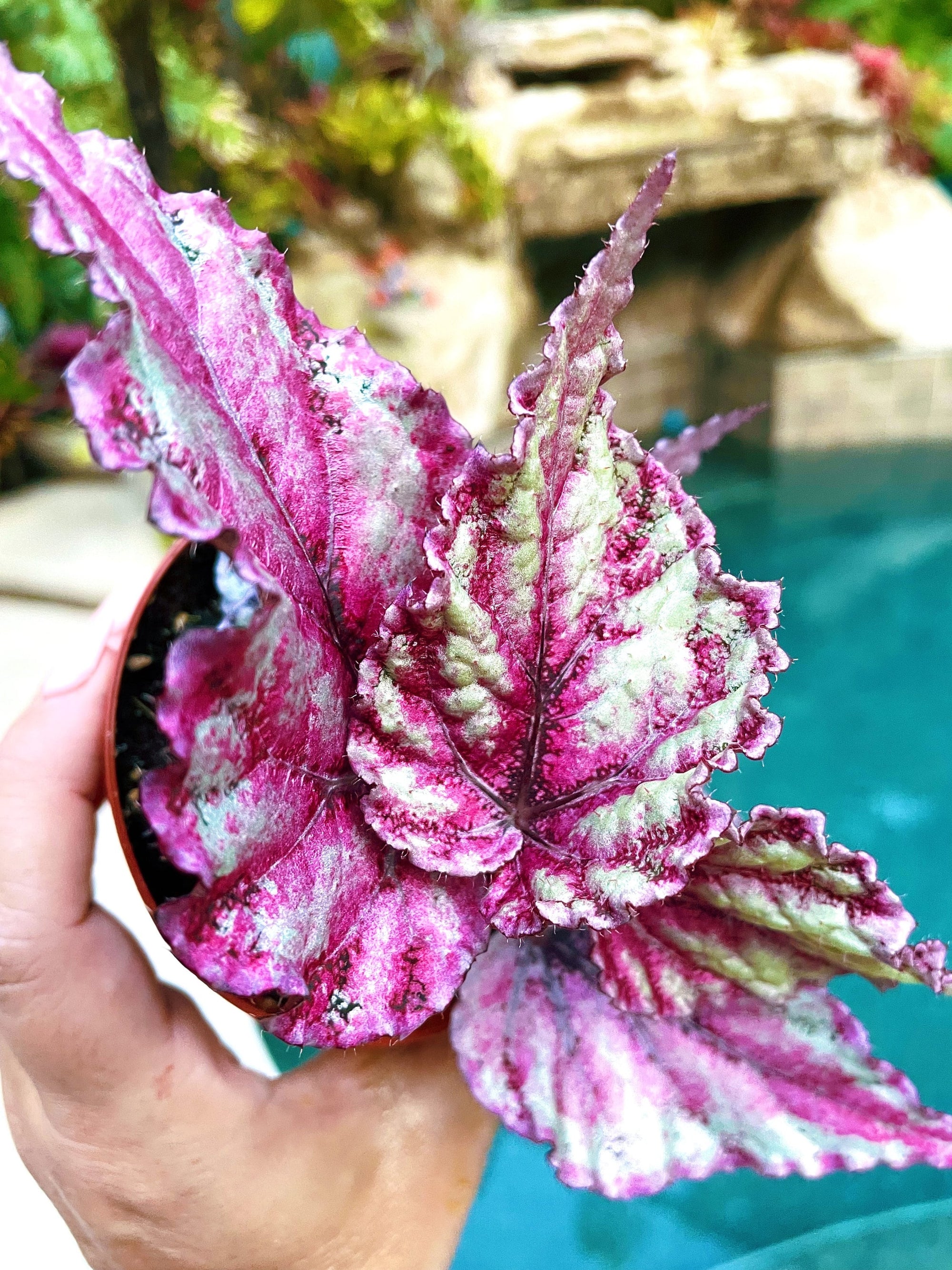 Rex Begonia Merengue Pink Silver Metallic Live House Plant Potted 4 pot