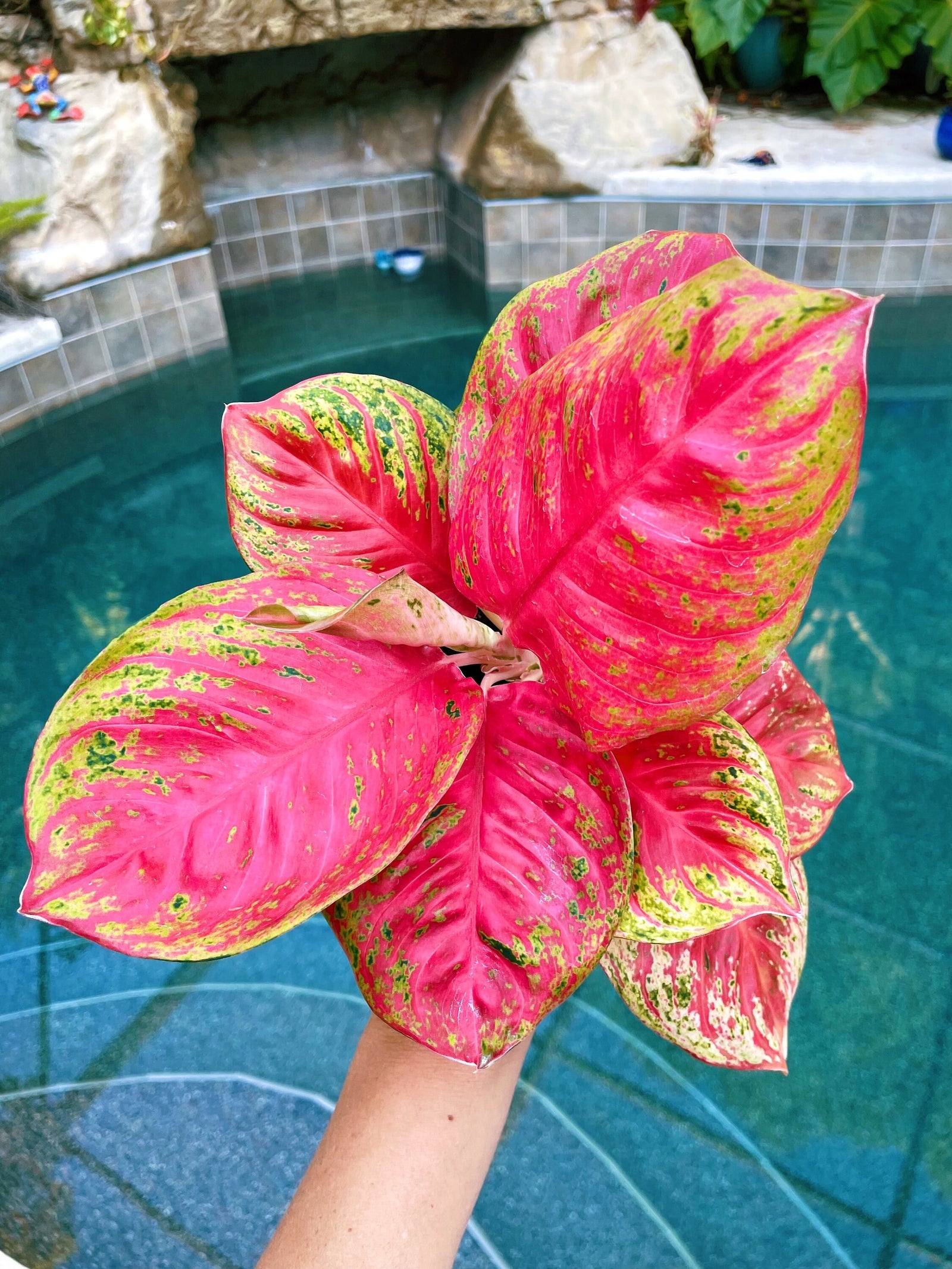 Rare Variegated Aglaonema Orange Sombat pink Live House Plant Potted 4” gift US Seller