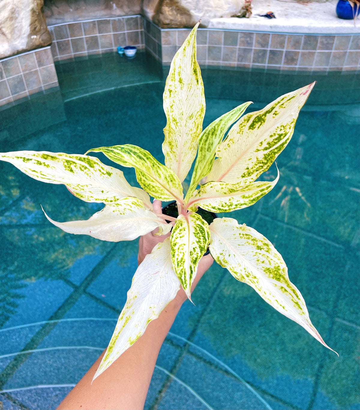 Rare Variegated Aglaonema White Panama Live House Plant Potted 4” gift US Seller