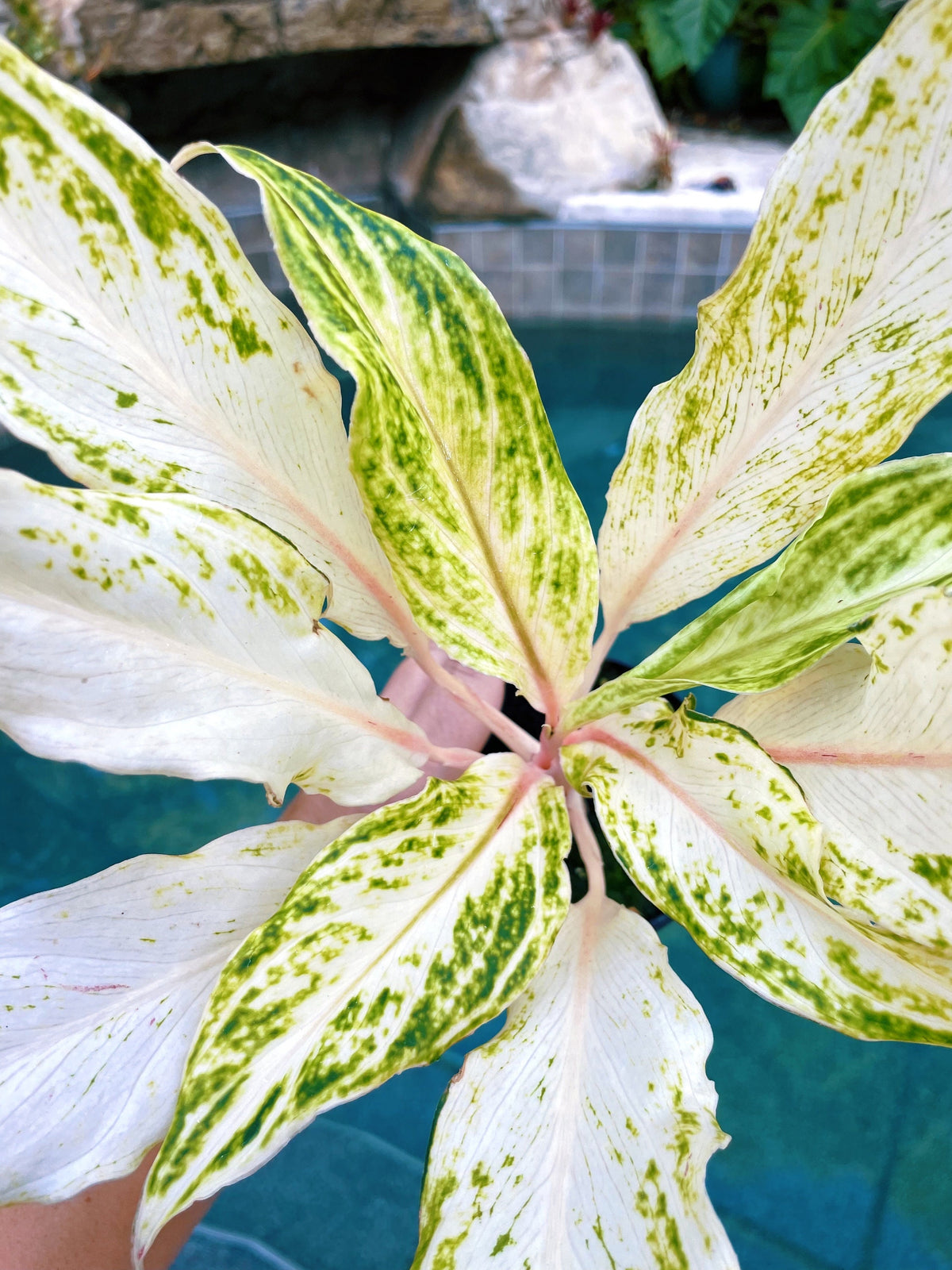 Rare Variegated Aglaonema White Panama Live House Plant Potted 4” gift US Seller