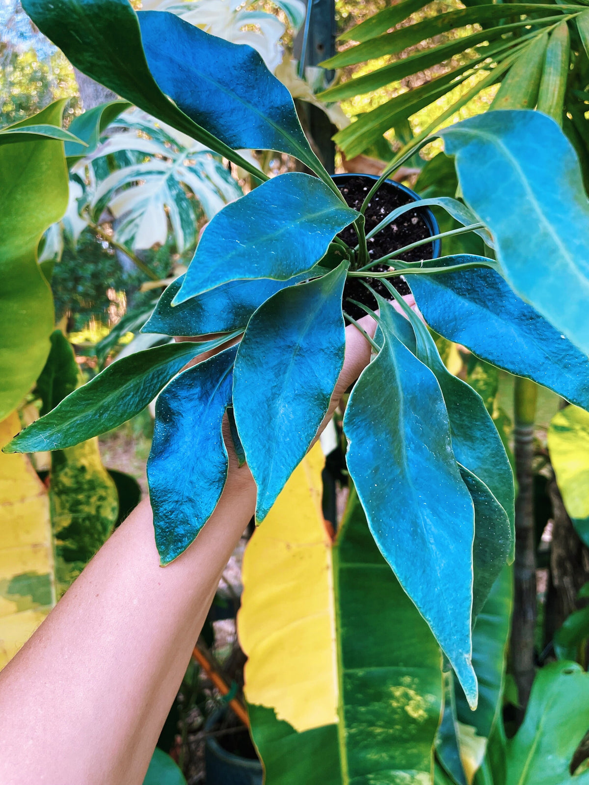 Rare Microsorum Siemensis Blue Iridescent Fern Live House Plant Potted 4” gift US Seller