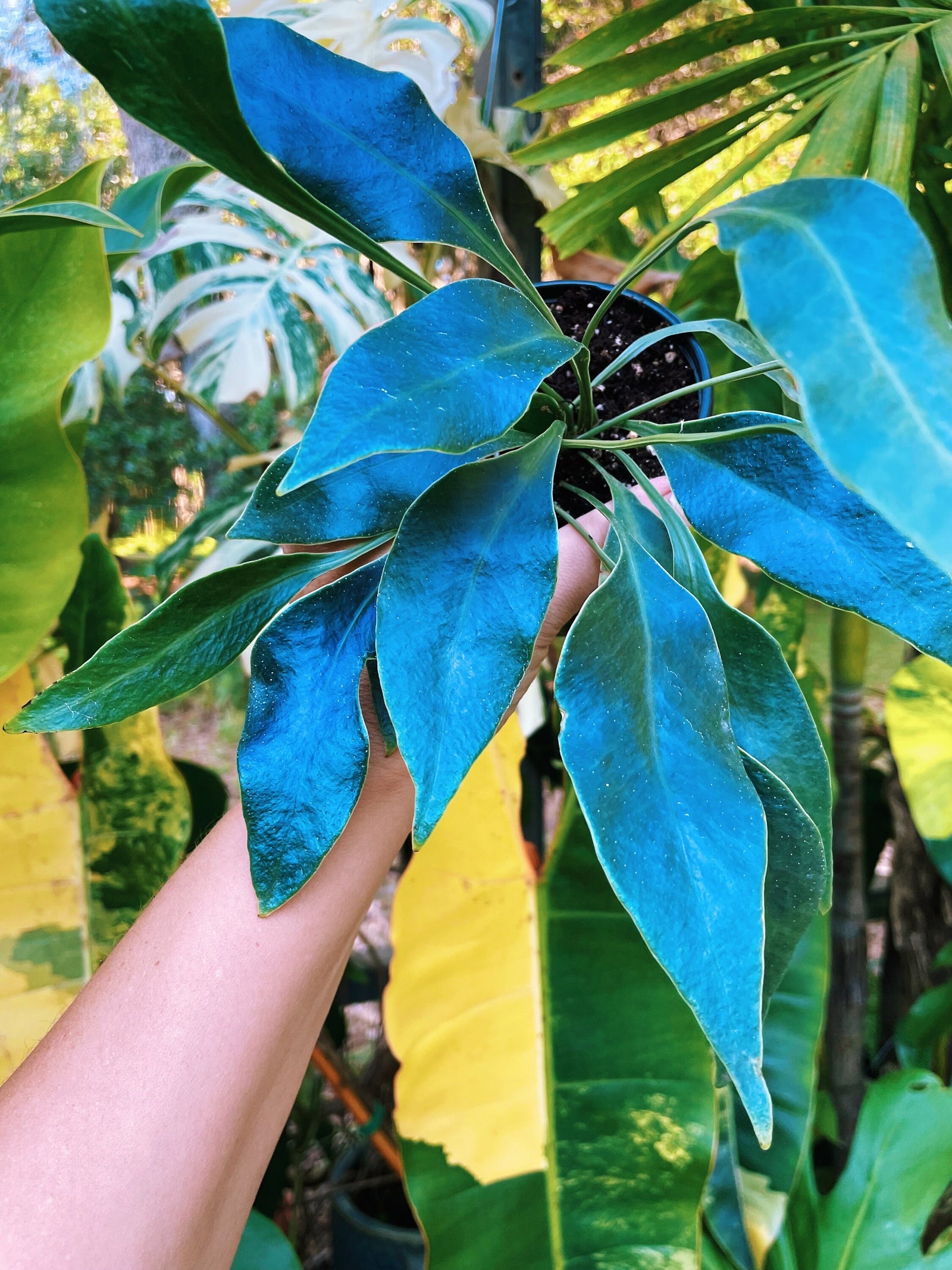 Rare Microsorum Siemensis Blue Iridescent Fern Live House Plant Potted 4” gift US Seller