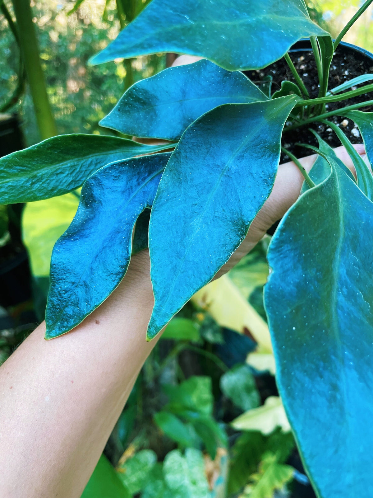 Rare Microsorum Siemensis Blue Iridescent Fern Live House Plant Potted 4” gift US Seller