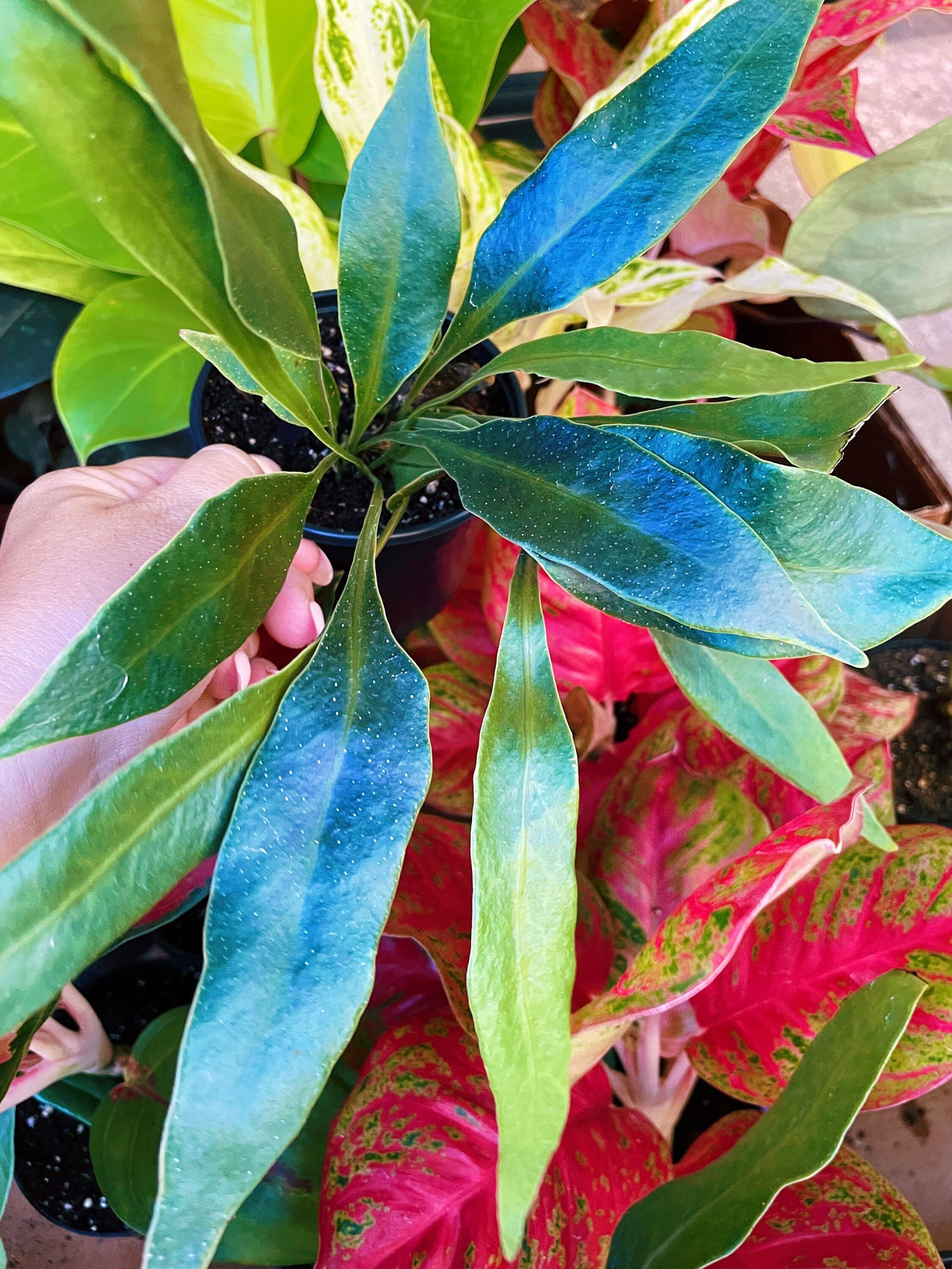 Rare Microsorum Siemensis Blue Iridescent Fern Live House Plant Potted 4” gift US Seller