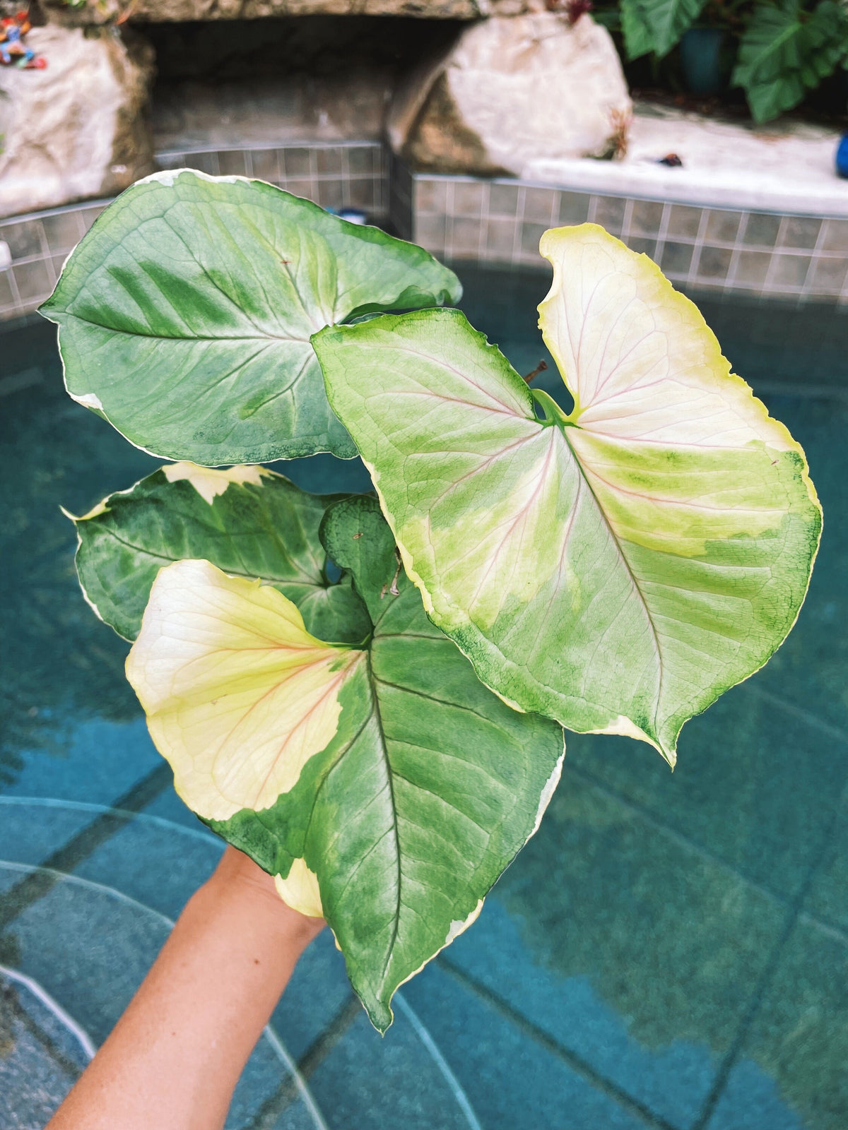 Syngonium Orm Thong White Variegated live 4” pot potted plant house plant