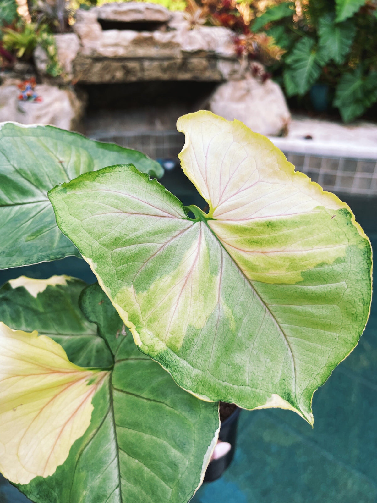 Syngonium Orm Thong White Variegated live 4” pot potted plant house plant